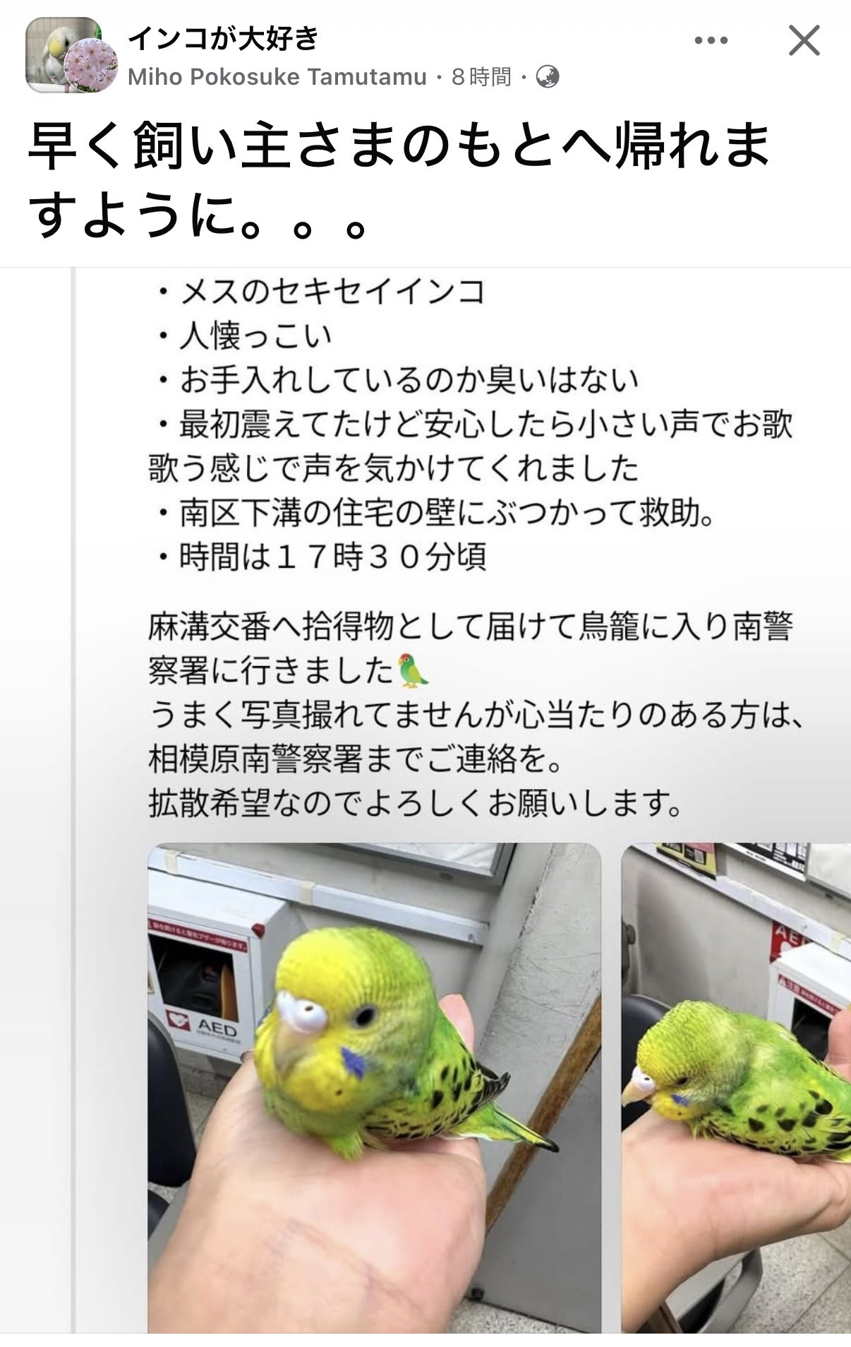 bird blueプロフ確認のお願い 楽天市場】GoGoBird Pro ゴーゴーバード プロ WEZONE ウィー