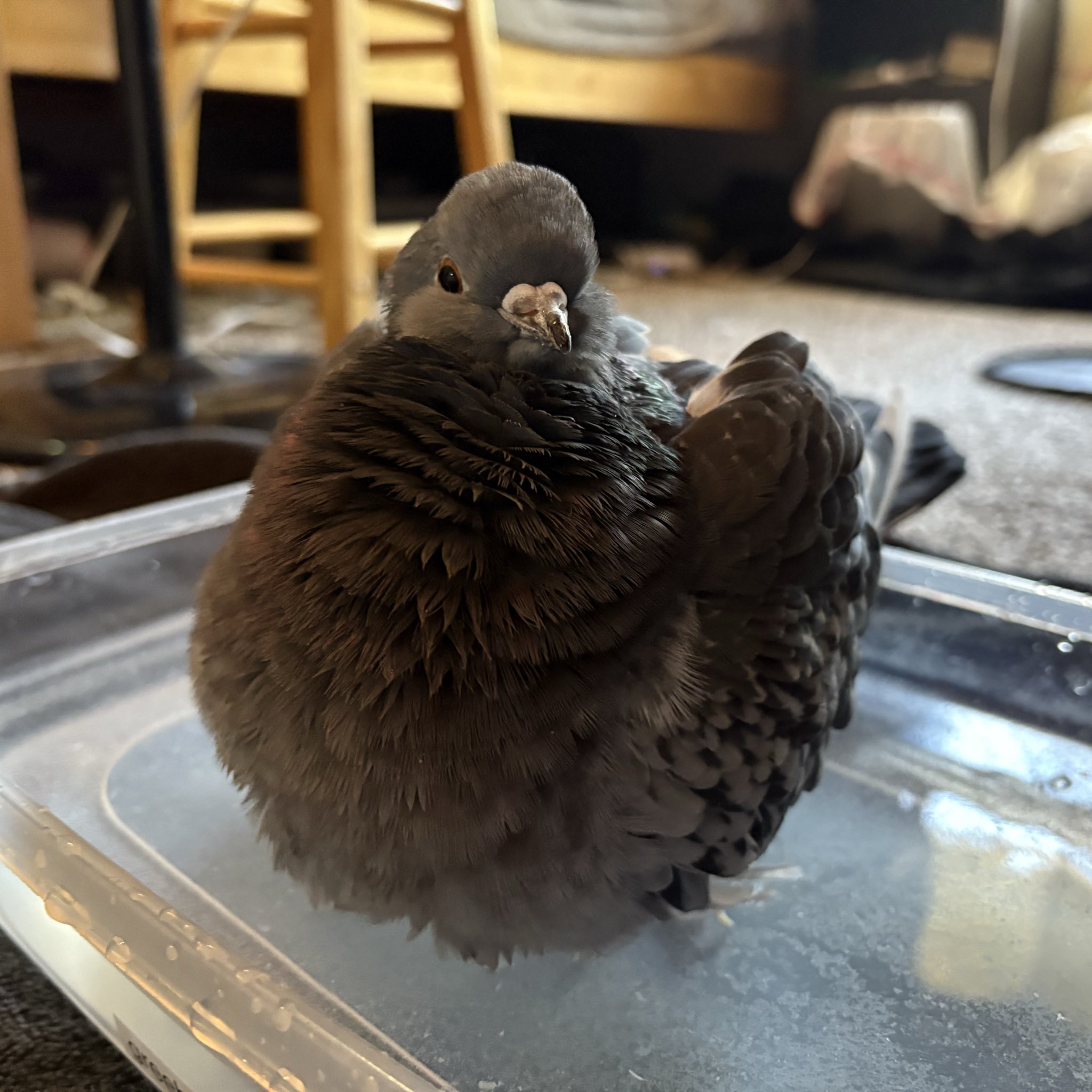 みるきー (@milkyma2) / X