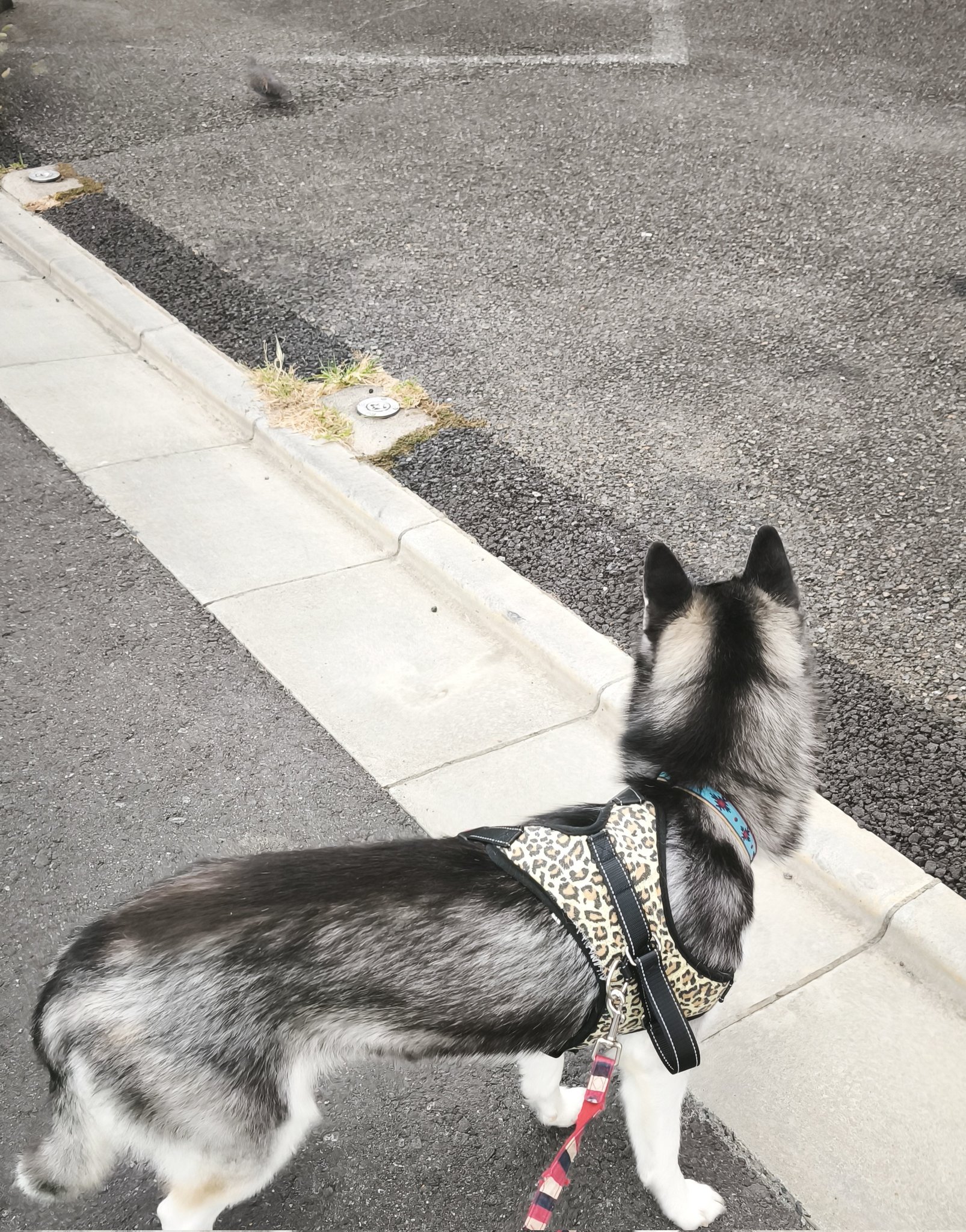 たけまる (@gogosingular007) / X