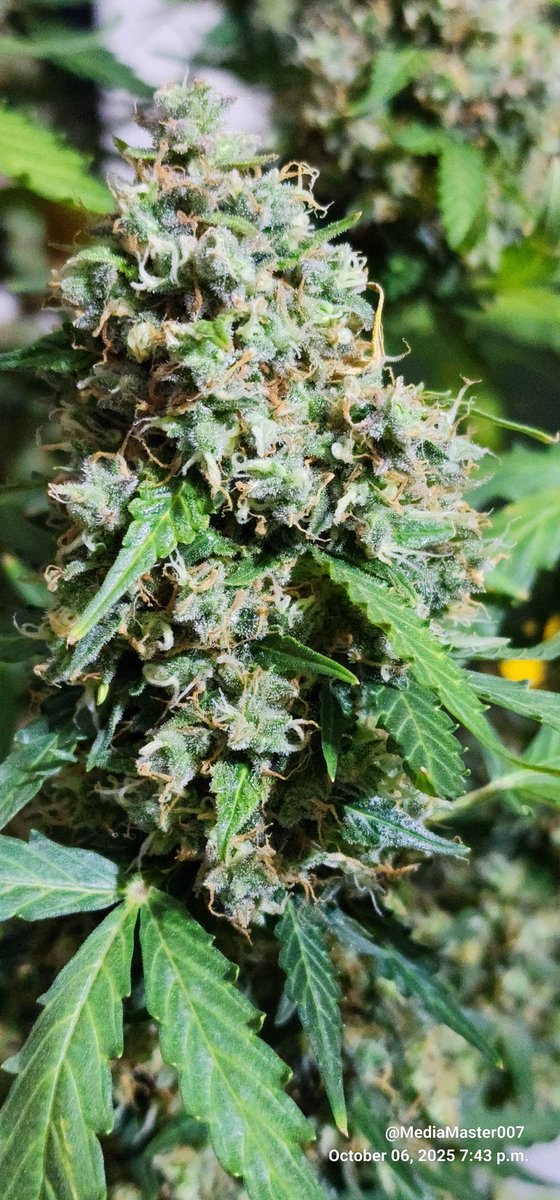 This little gem is a Amnesia Haze Autoflower from <a href="/SeedsmanSeeds/">Seedsman</a>. With 12 weeks in from the start, this plant is finally done. With that epic Amnesia Haze smell and super fat sticky buds this strain never fails to amaze me.   #growyourown, #remonutrients