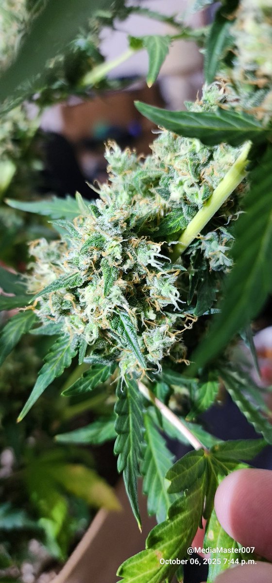 MediaMaster007's tweet photo. This little gem is a Amnesia Haze Autoflower from @SeedsmanSeeds. With 12 weeks in from the start, this plant is finally done. With that epic Amnesia Haze smell and super fat sticky buds this strain never fails to amaze me.   #growyourown, #remonutrients https://t.co/k8pAydbxpO
