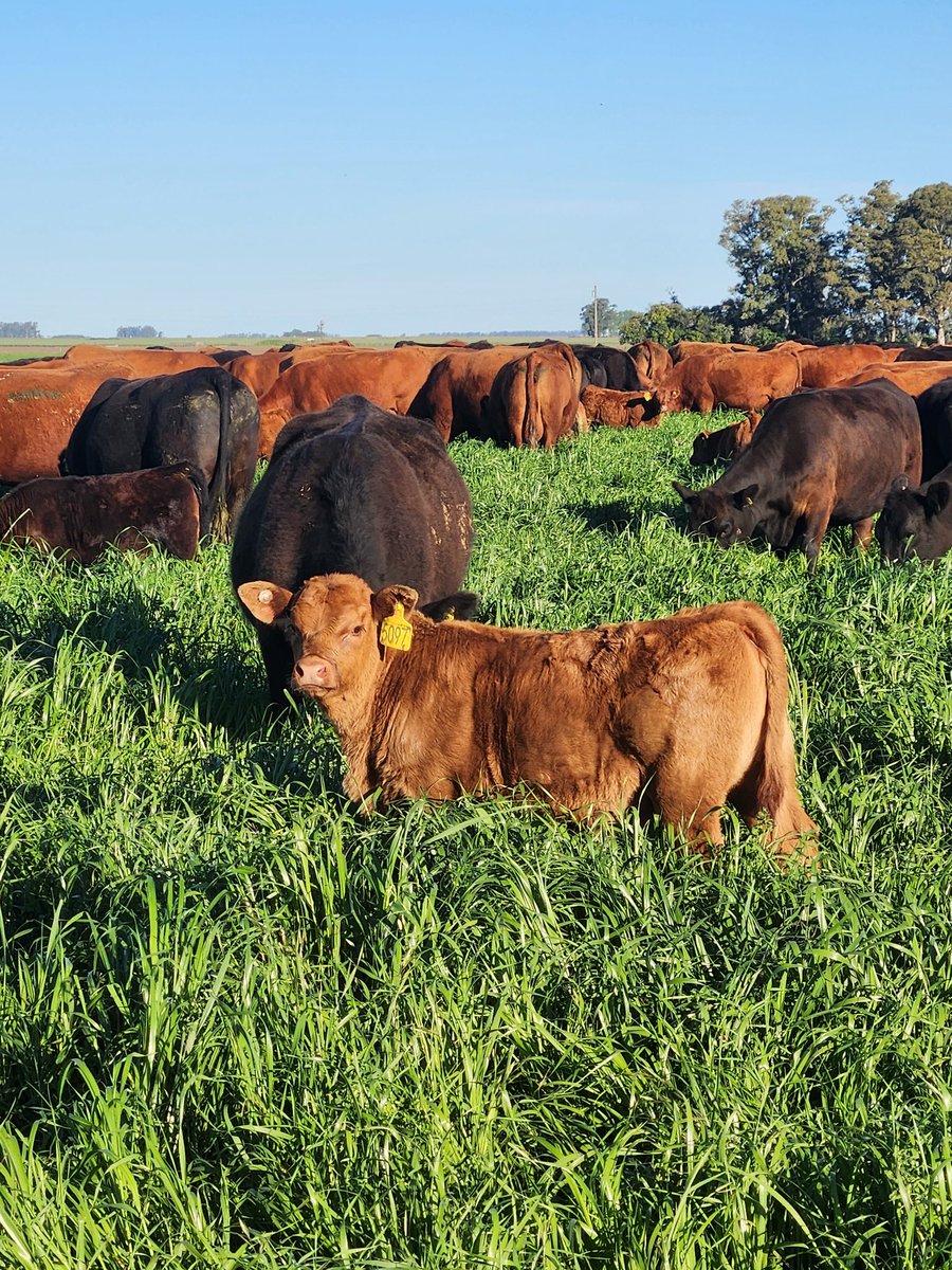 La casa está en orden! #gentedepastos #Angus