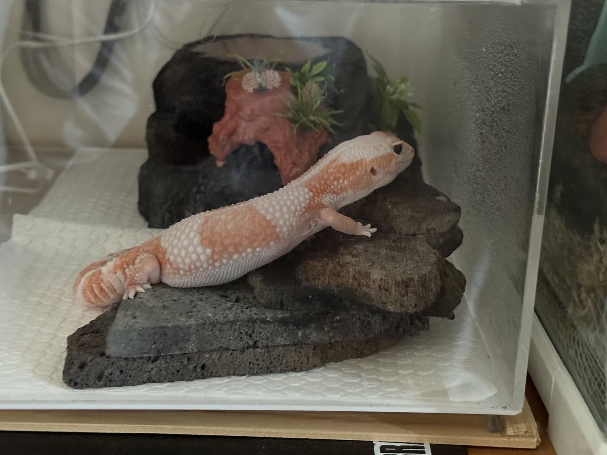 たなキャちゃんねる tweet media