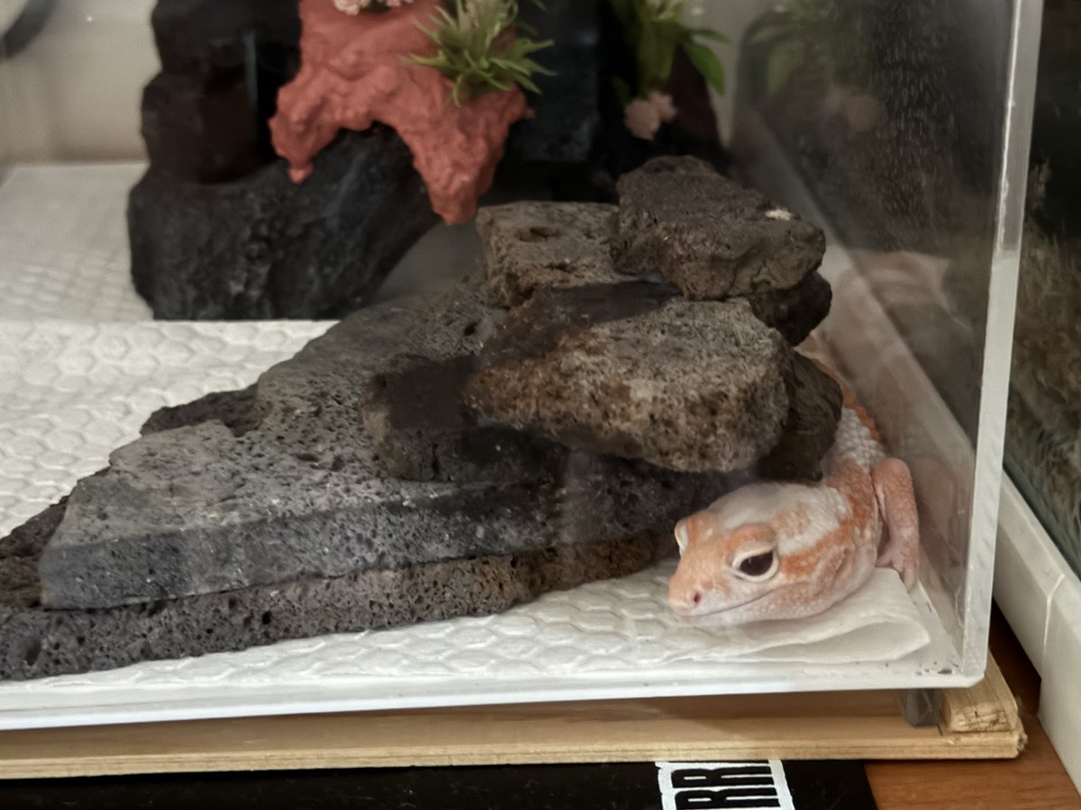 たなキャちゃんねる tweet media