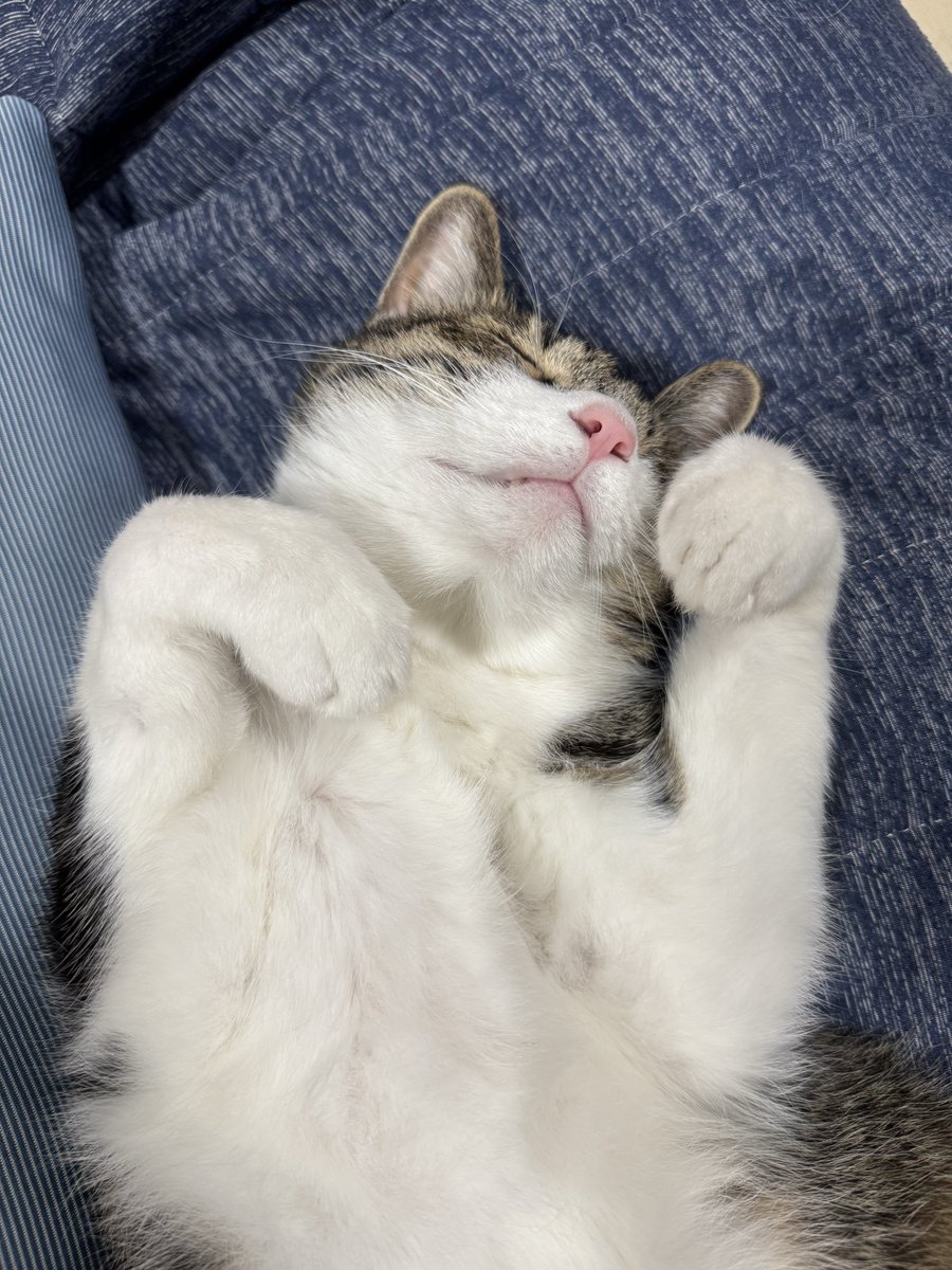おはよ〜ごにゃ〜にゃすぅ🐾