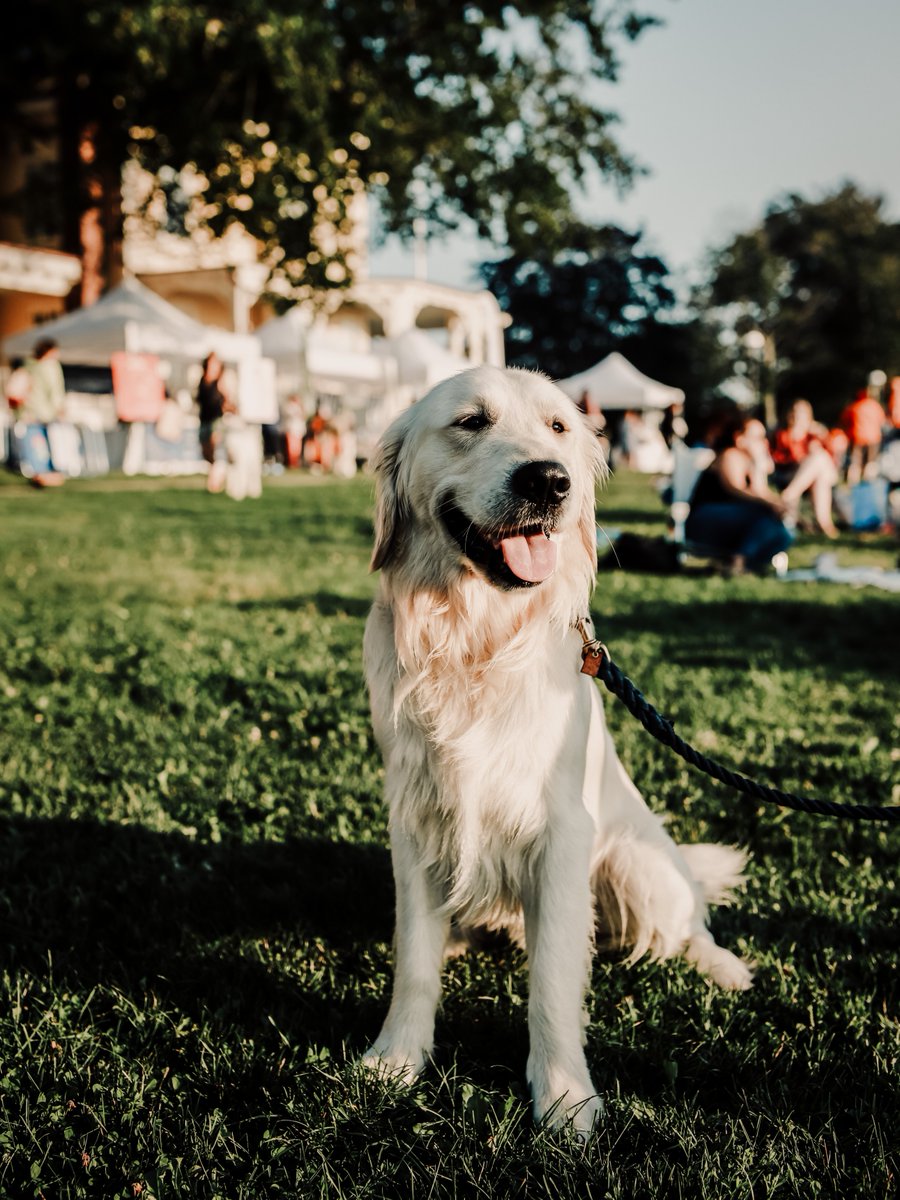 Because you shouldn't have to travel without your BFF 🐾 

Guide: Dog Friendly Newport: bit.ly/4nOtwaq