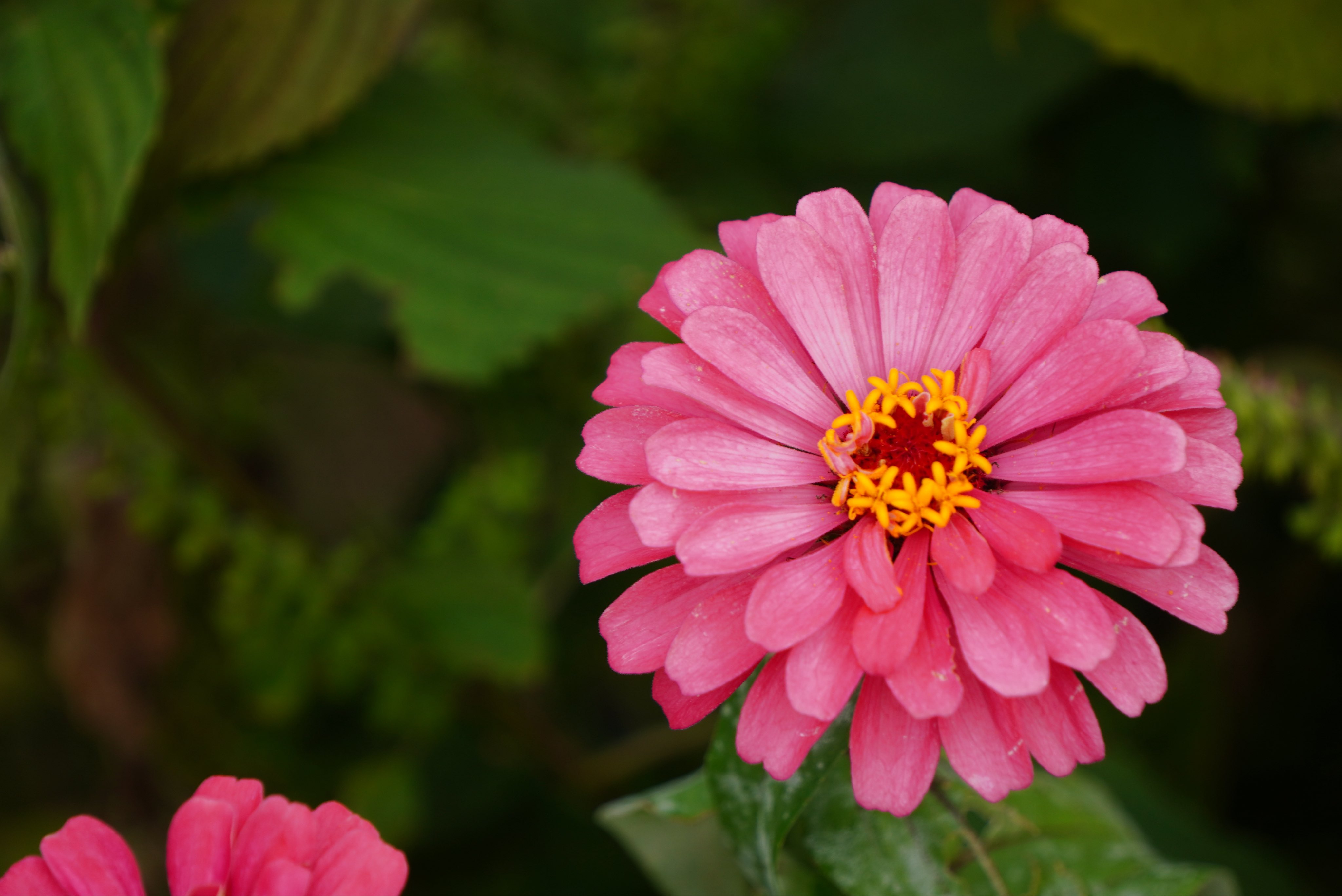 モモンガももちゃん on X: 