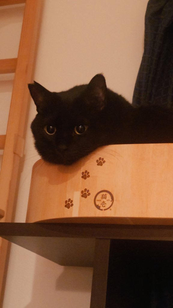 kurohime130724's tweet image. 家猫生活451日目
ヒメちゃんに顔を似せてみたクロキチです。

#黒猫　#ものまね