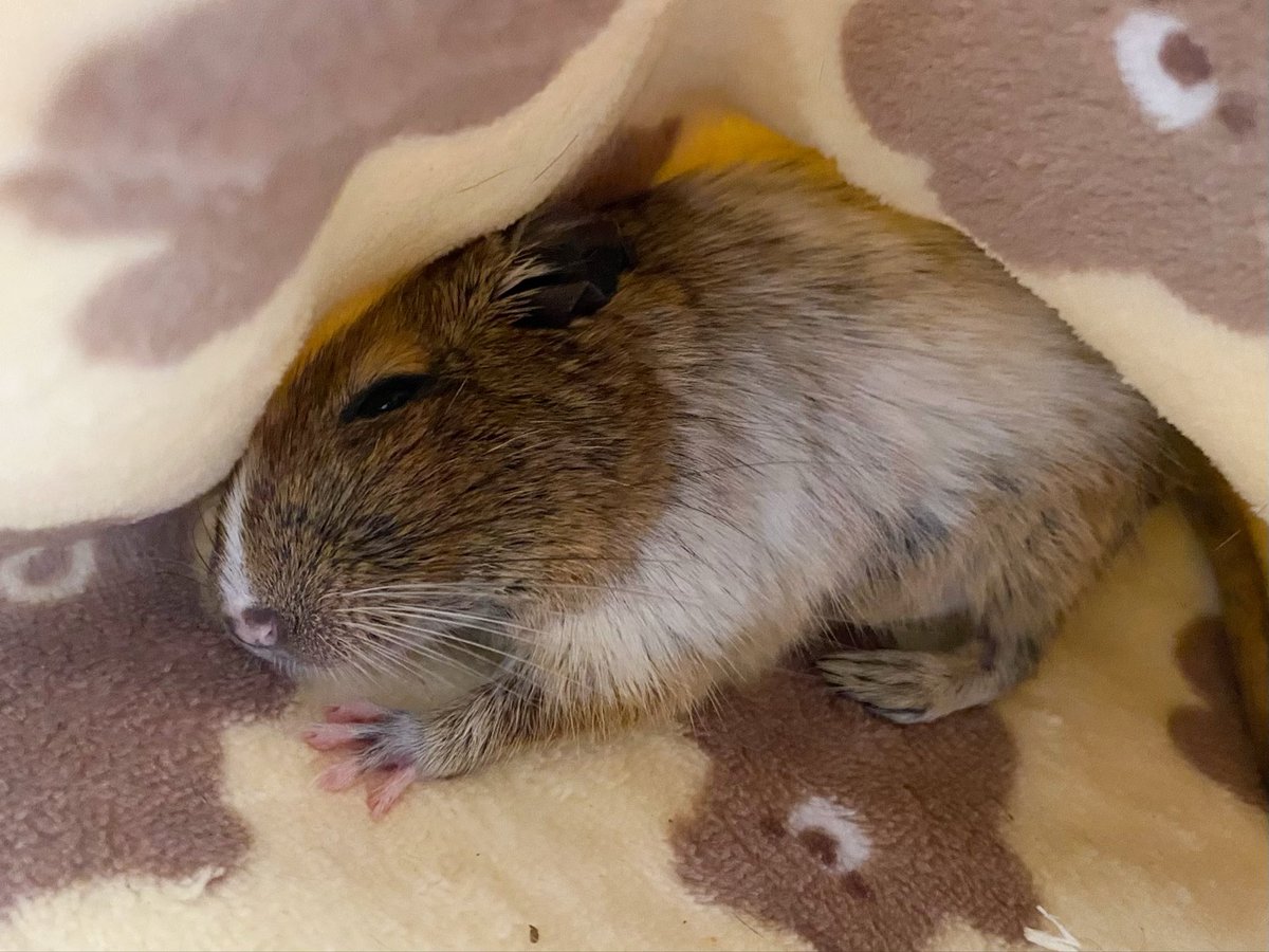 sya_mo_maru's tweet image. 本日朝のお布団のなかになります☀️
🐭&amp;lt;まだねむいよ…🥱

#デグー