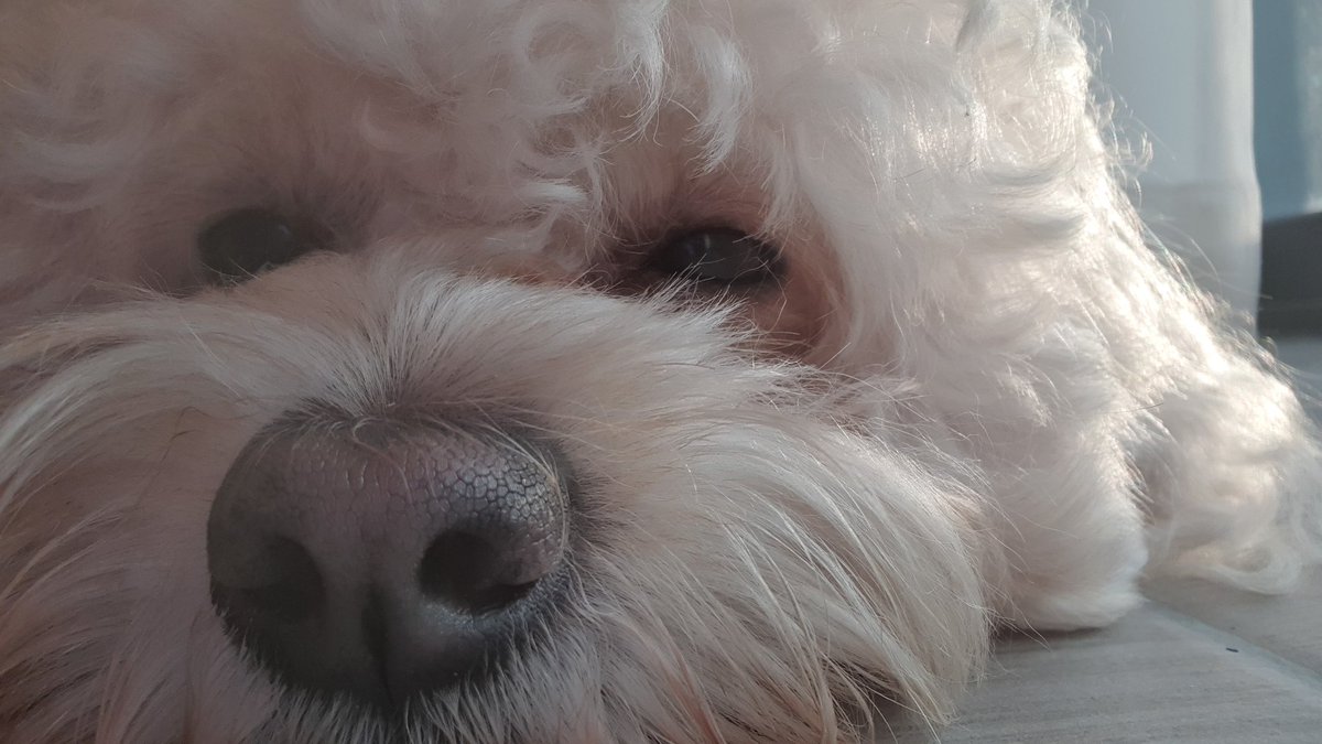 Hola todos, estoy con Mochi haciendo de ayudante de electricista. Me toma aun algo de tiempo asi que no creo que tengamos directo hoy.