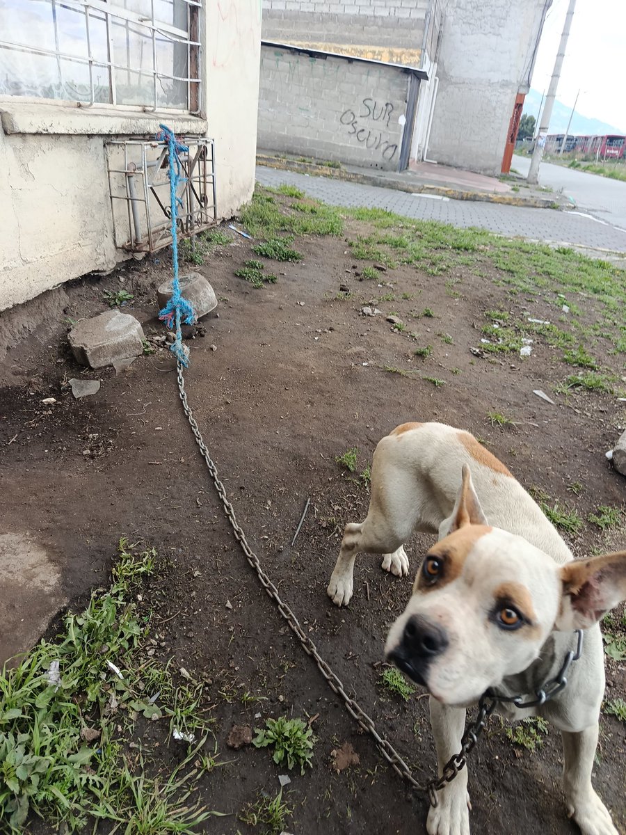 🚨 #QuitoEnControl | Ningún ser vivo merece vivir así.

En atención a una denuncia ciudadana, la UBA, junto a la AMC, acudió a un predio donde se encontró a una perrita mestiza encadenada con una soga y una cadena atada a una ventana.

Abrimos hilo 🧵 (1/4)