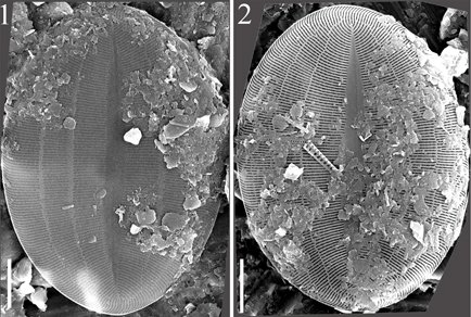 Morphology of alveolate species of the genus Cocconeis (#Cocconeidaceae, #Bacillariophyta) with the description of Monoalveoneis gen. nov.
#taxonomy
doi.org/10.11646/phyto…