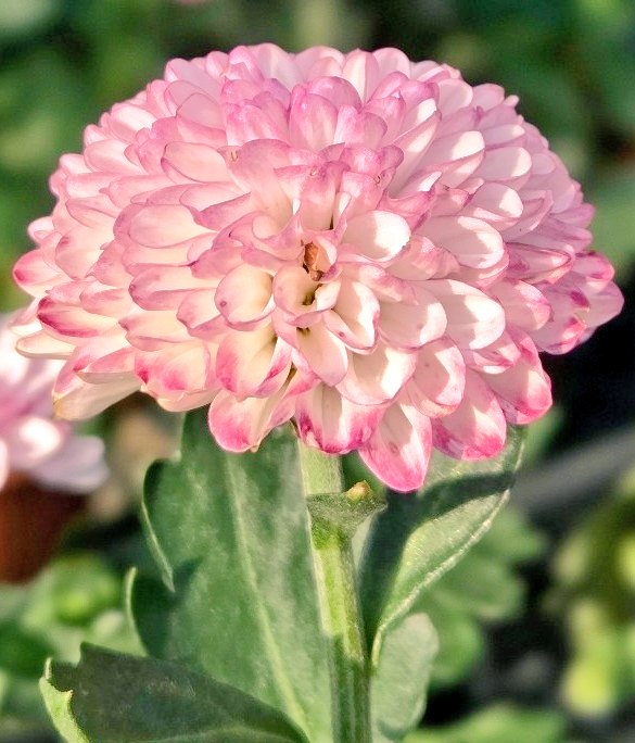 yuzu＊優しい繋がりに感謝です＊💗(⁎ᴗ͈ˬᴗ͈⁎)💗 on X