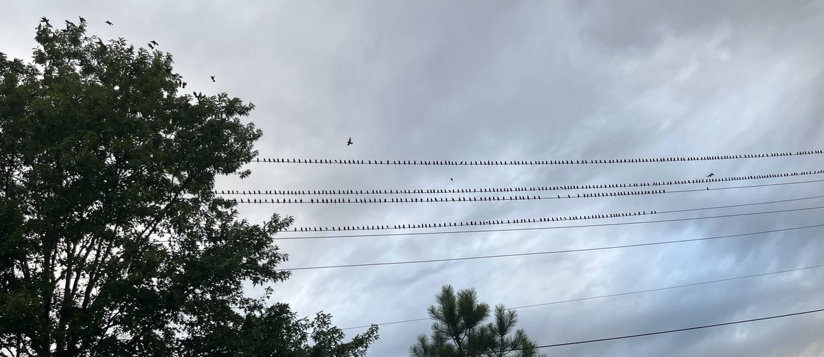Maybe the opening scene to a Hitchcock movie?