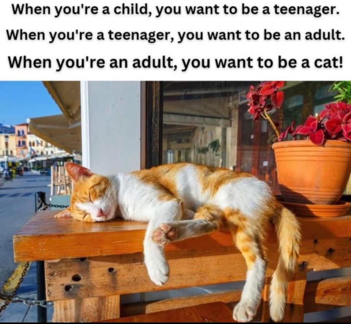 Wulfie  Viking Cat (@vonebowly) on Twitter photo 