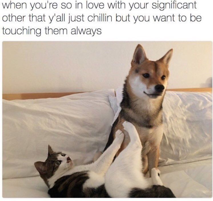 WholesomeMeme's tweet photo. https://t.co/UuW13M6UcW