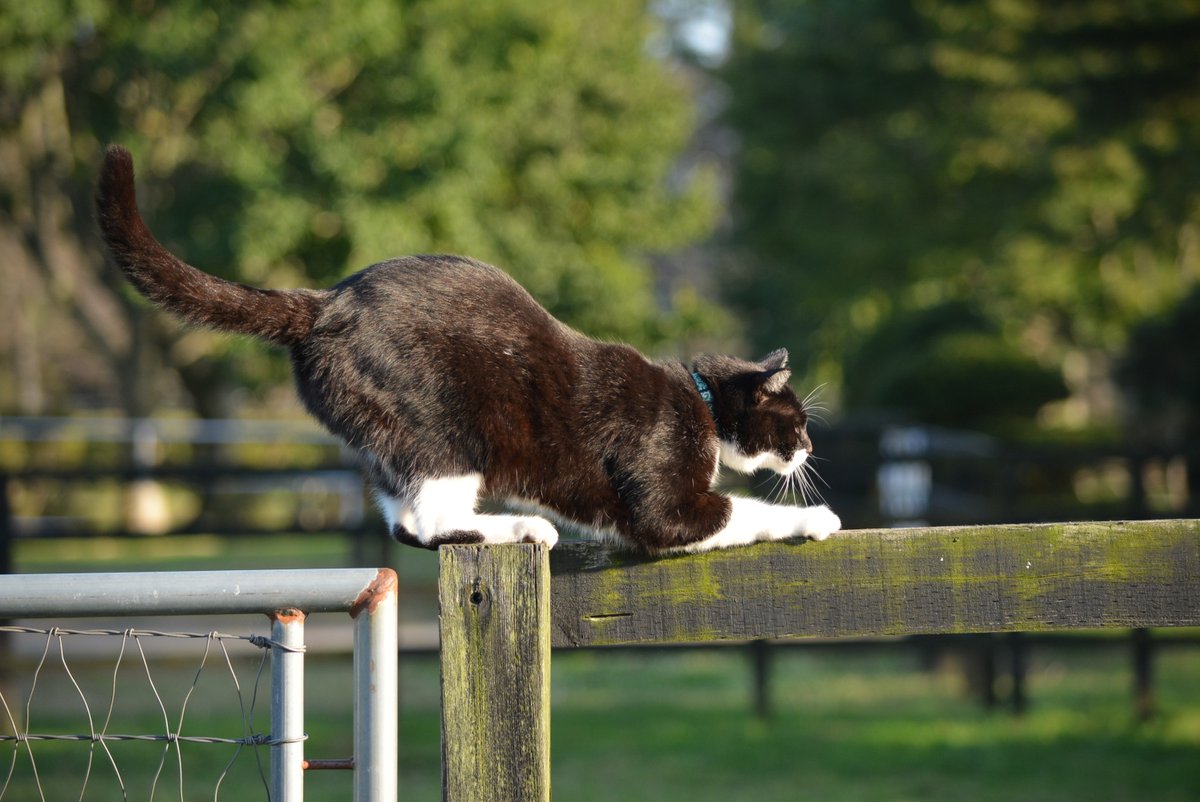 tomohilo's tweet photo. アロースタッドの猫達がとても可愛かった
#猫　#アロー猫 https://t.co/br8MYcvY6d