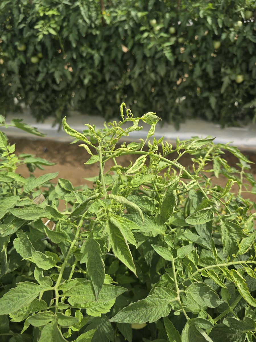 Tim Flanders tweet media