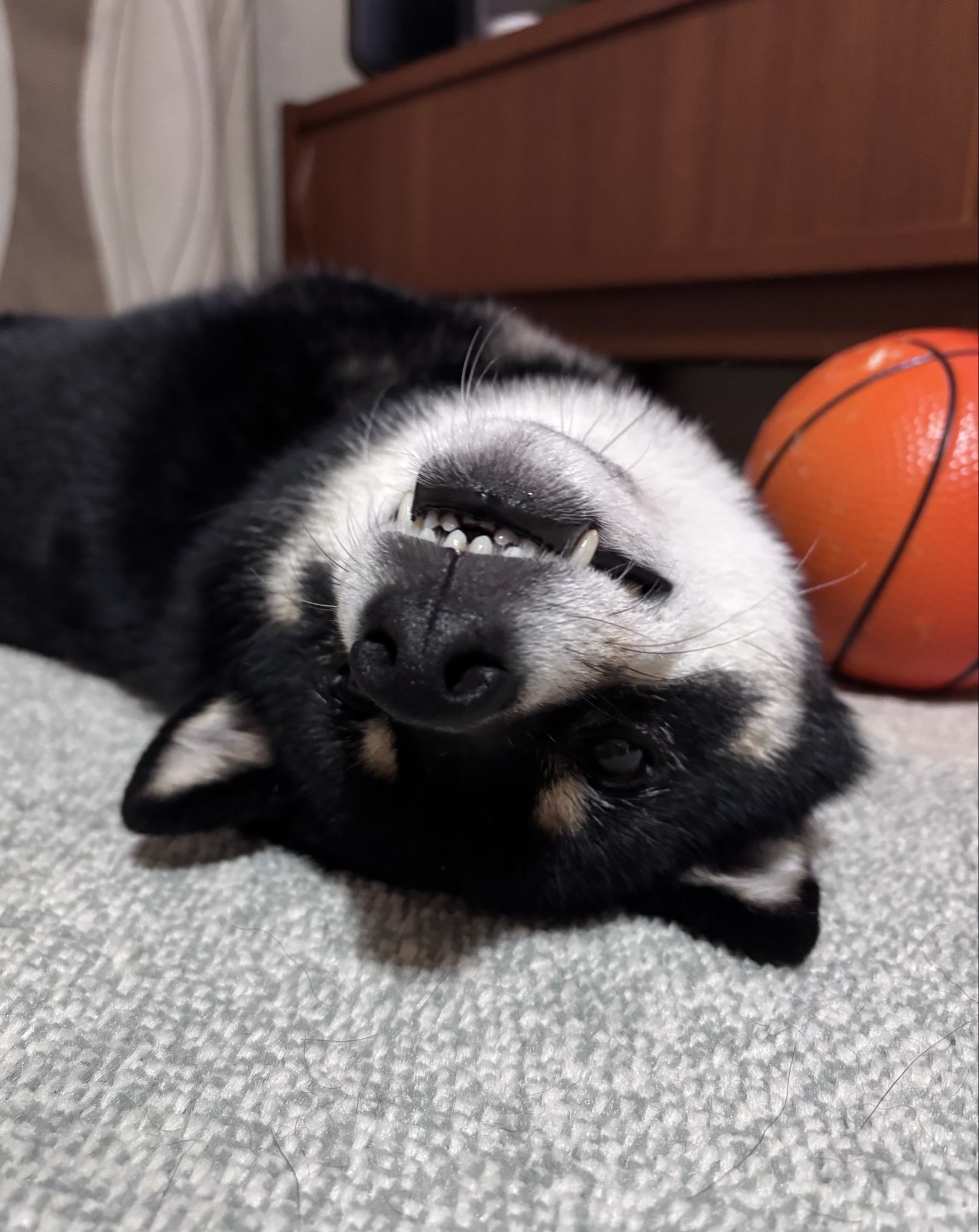 豆柴そらの頭ん中 on X: 