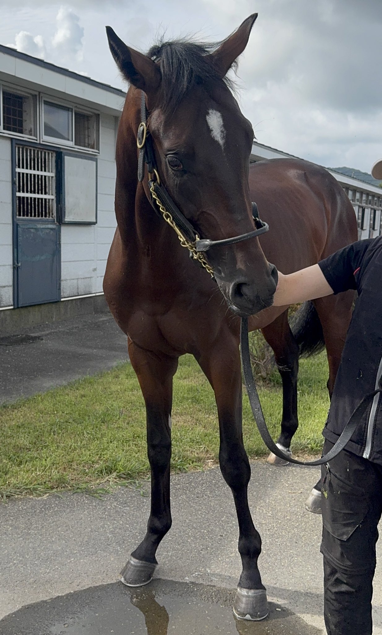 あんず☆〃 あんず (@i_am_apricot_) / X