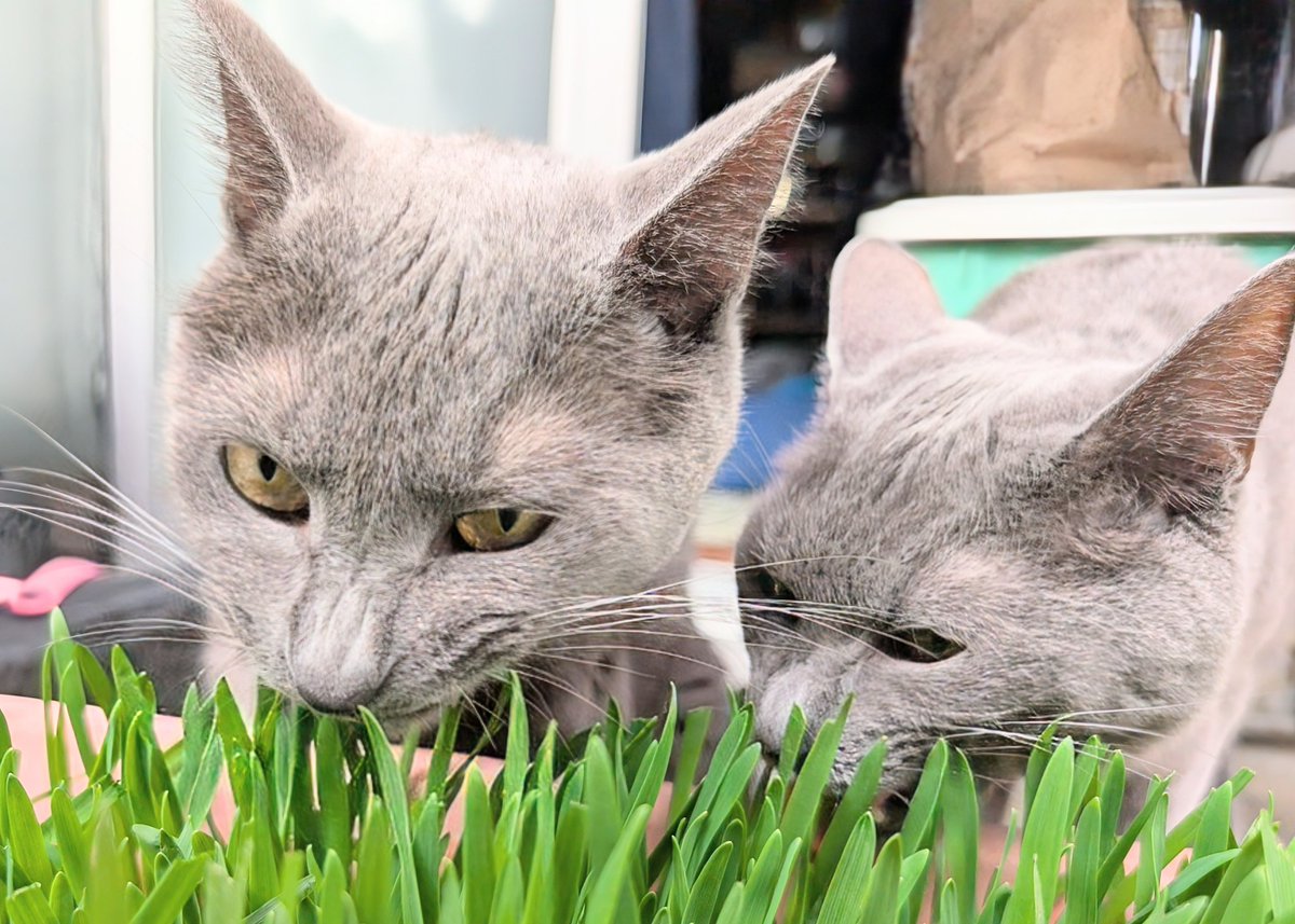 食欲の秋
夢中になると般若に変貌を遂げる

#猫　#保護猫　＃兄弟猫　＃グレー猫　＃仲良し　#癒し　＃愛おしい　#可愛い　＃大好き　#食欲の秋