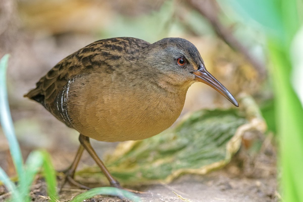 ejbarto1's tweet image. Finally got a clear look at the elusive Virginia Rail(Rallus limicola)at Verizon Plaza by Times Square this evening! Usually heard more than seen, these secretive marsh birds use their laterally compressed bodies to slip through dense reeds with ease. #birdcpp #birdnerd #nikon