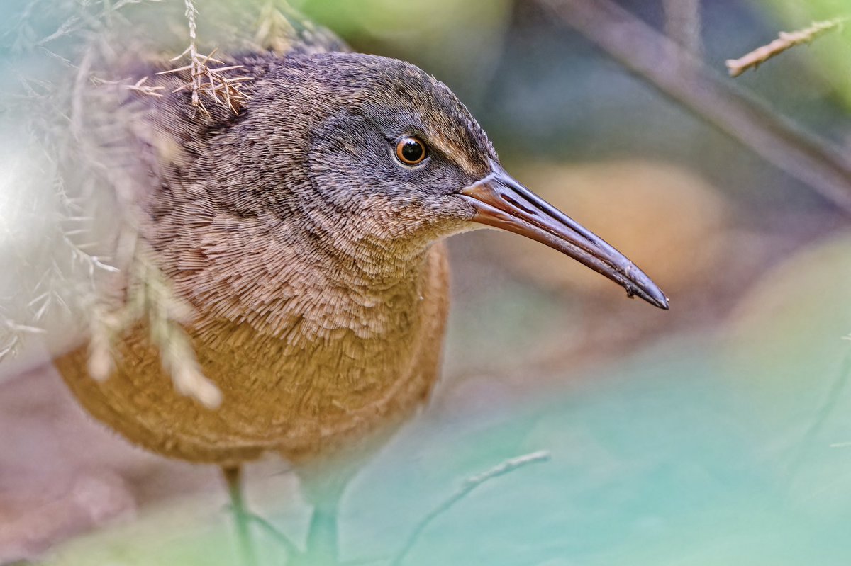 ejbarto1's tweet image. Finally got a clear look at the elusive Virginia Rail(Rallus limicola)at Verizon Plaza by Times Square this evening! Usually heard more than seen, these secretive marsh birds use their laterally compressed bodies to slip through dense reeds with ease. #birdcpp #birdnerd #nikon