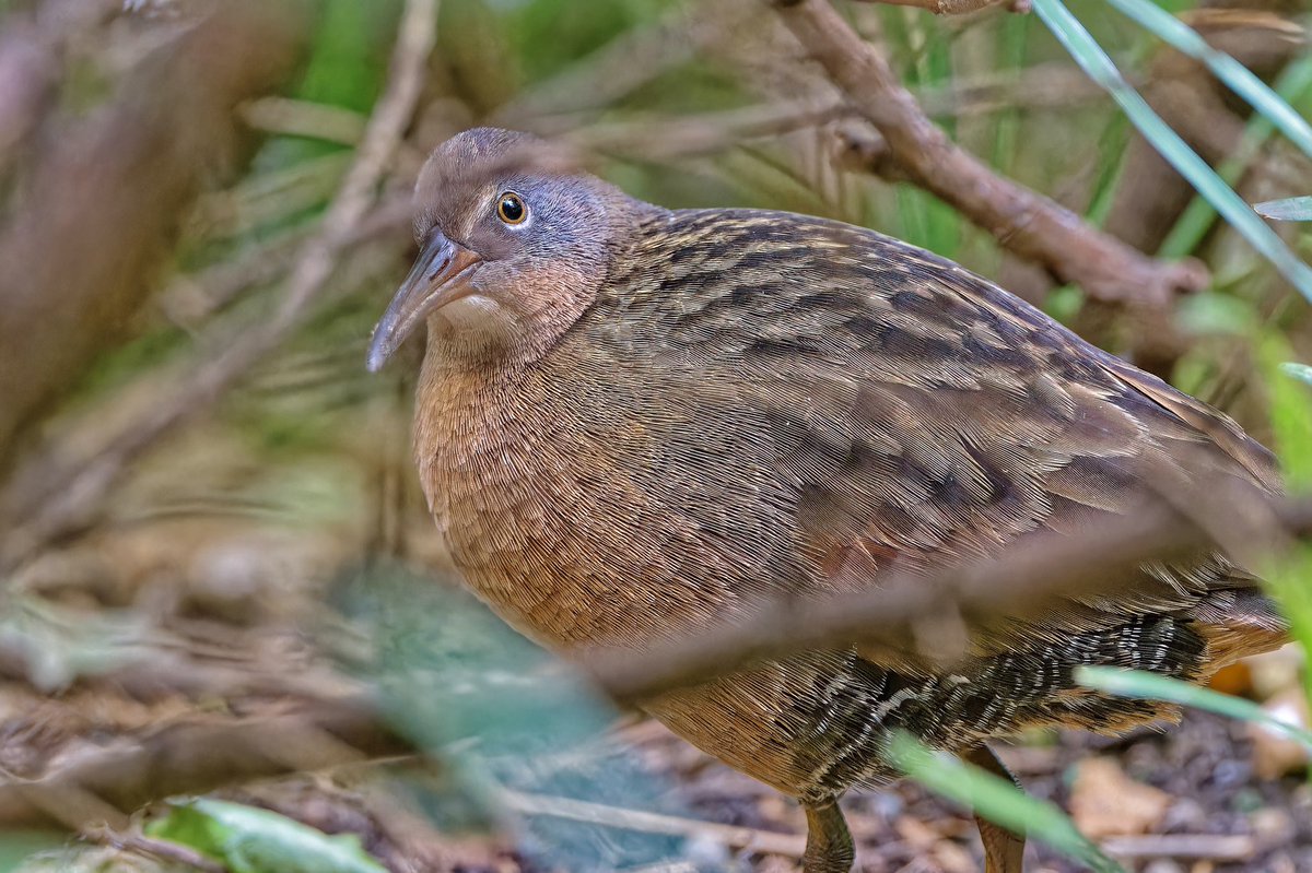 ejbarto1's tweet image. Finally got a clear look at the elusive Virginia Rail(Rallus limicola)at Verizon Plaza by Times Square this evening! Usually heard more than seen, these secretive marsh birds use their laterally compressed bodies to slip through dense reeds with ease. #birdcpp #birdnerd #nikon