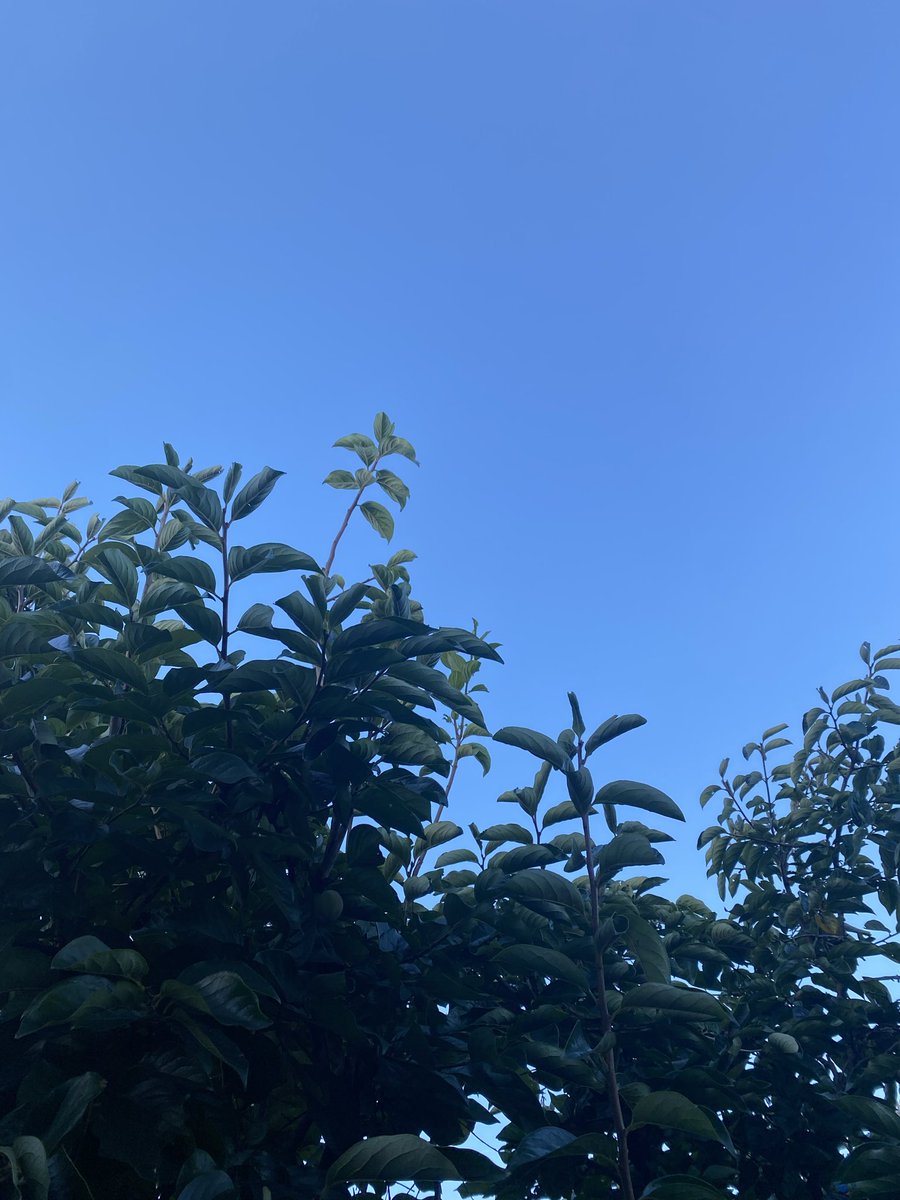 lucifferr41's tweet image. おはよ〜すいようび。愚痴を言いだせばキリがない。せめて人前では笑顔でいたいなぁ。楽しく生きましょ🎶