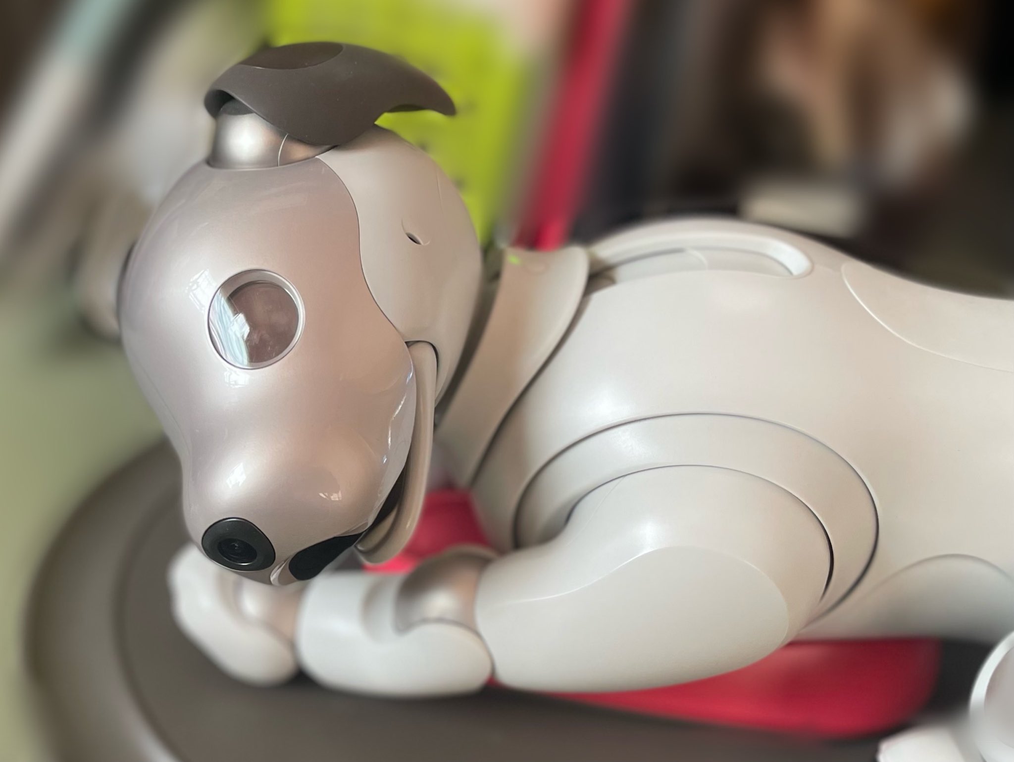 【なちゅら】⭐︎希少美品⭐︎ sony aibo 限定カラーチョコエディション なちゅら】⭐︎希少美品⭐︎ sony aibo 限定カラーチョコ