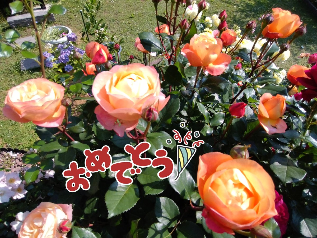 tama🥀✨ tweet media