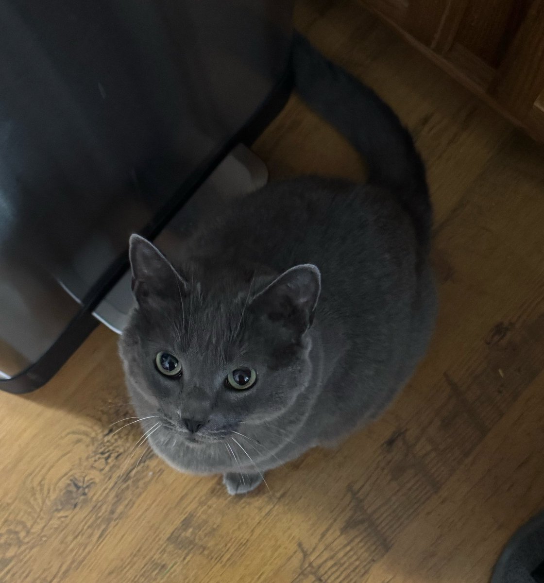 Riley: the human is calling me a master manipulator. All I’m doing is saying I love you and purring…for treats. 
#Cats #CatsOnTwitter #CatsOfTwitter #CatsOfX #CatsOnX #CatsOnInstagram #CatsOfInstagram