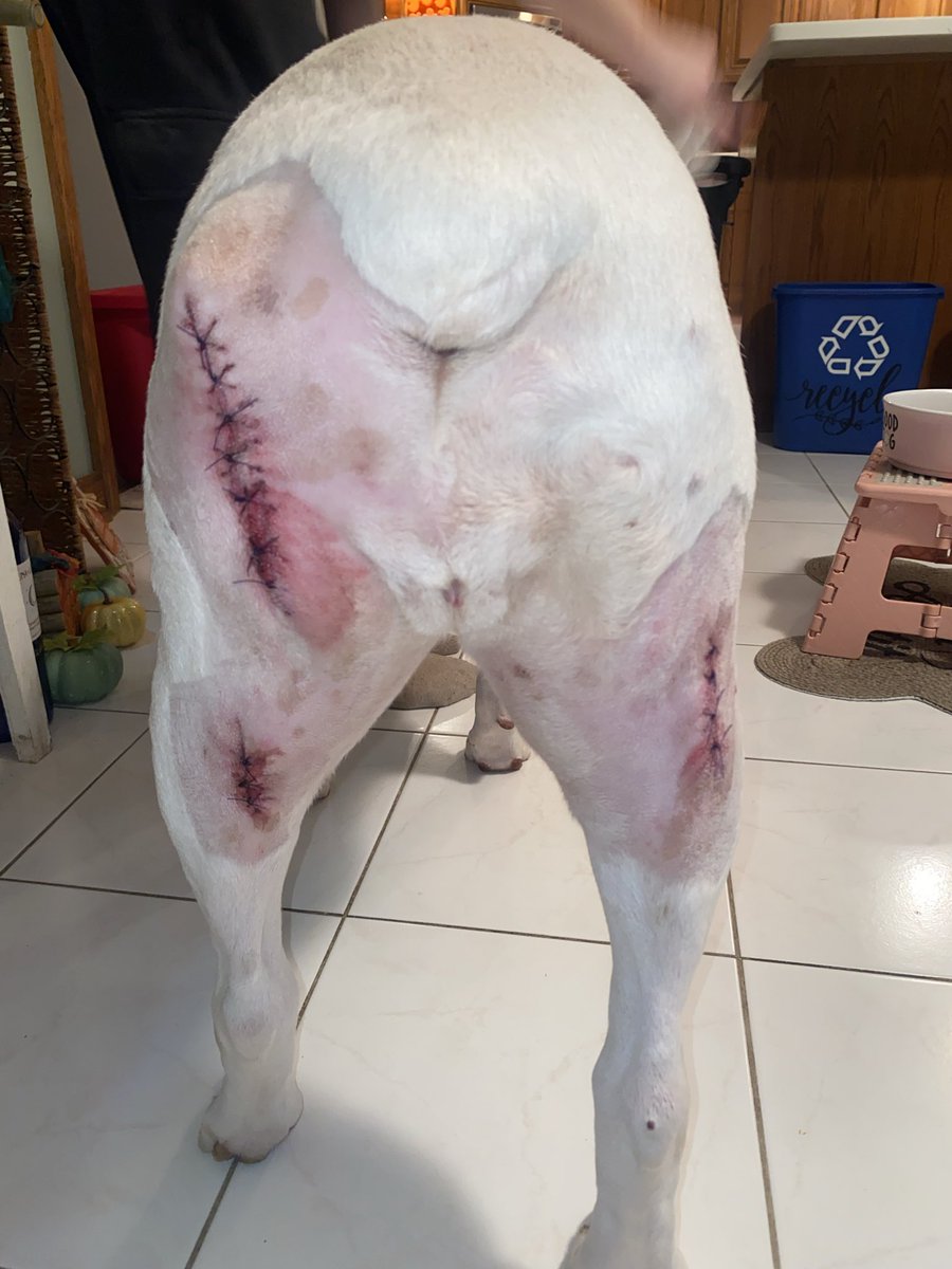 Well she has a gnarly battle scar but is home and safe now 🩵 thank you for the love