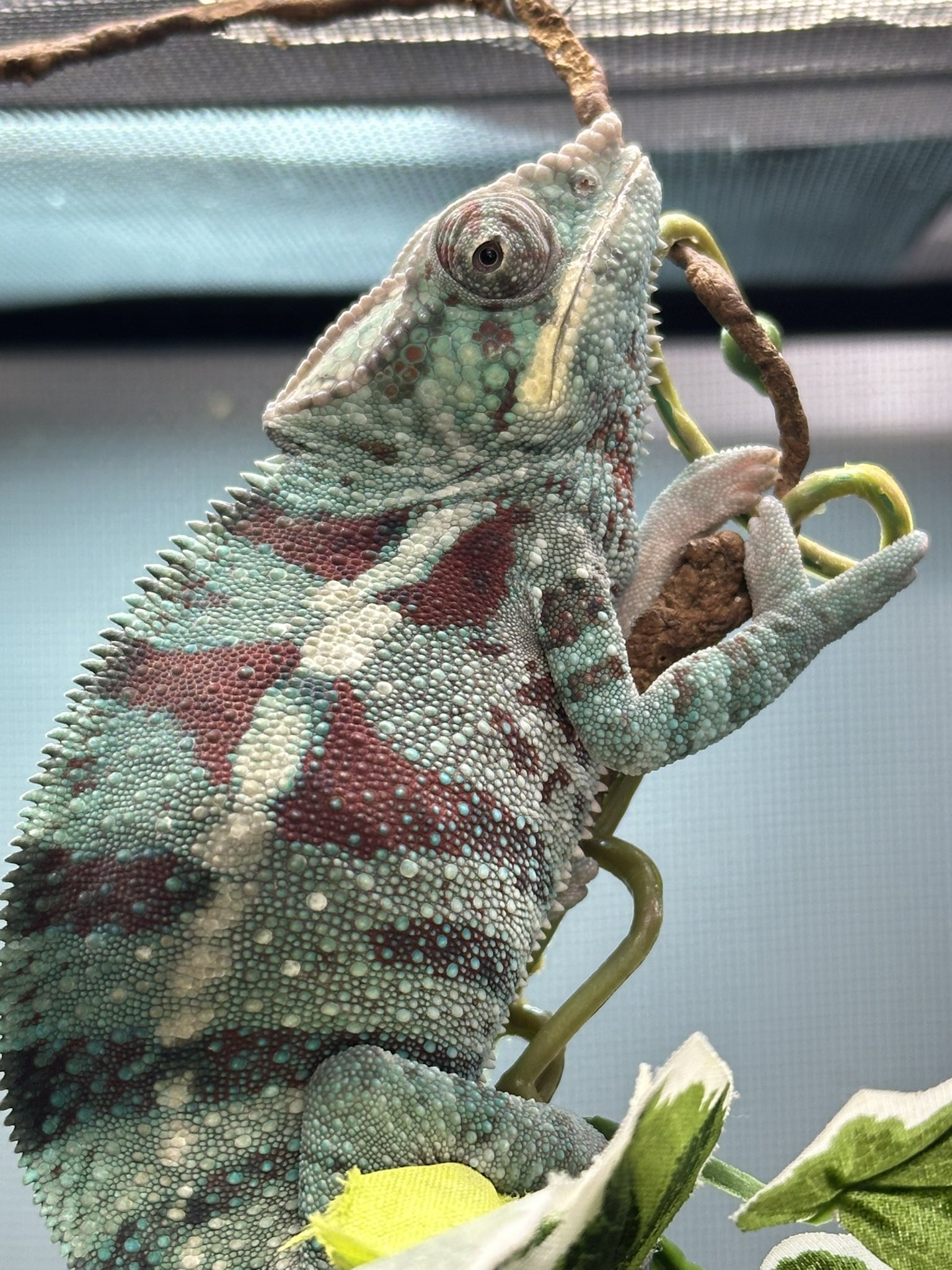 ドラゴン札幌 on X: 