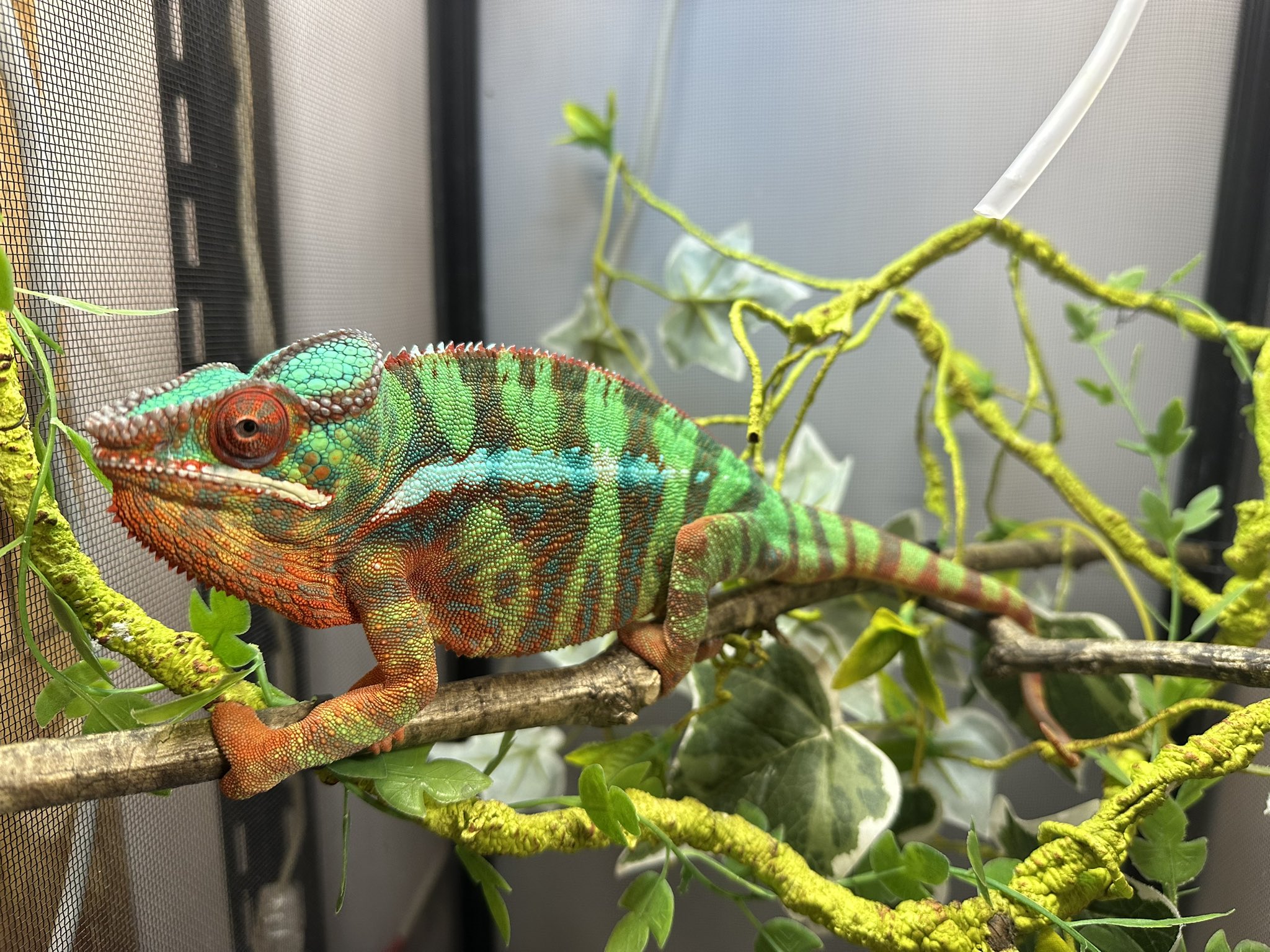 近々削除予定カメレオン試作 フトアゴン　一点物 近々削除予定カメレオン試作 フトアゴン 一点物 近々削除予定