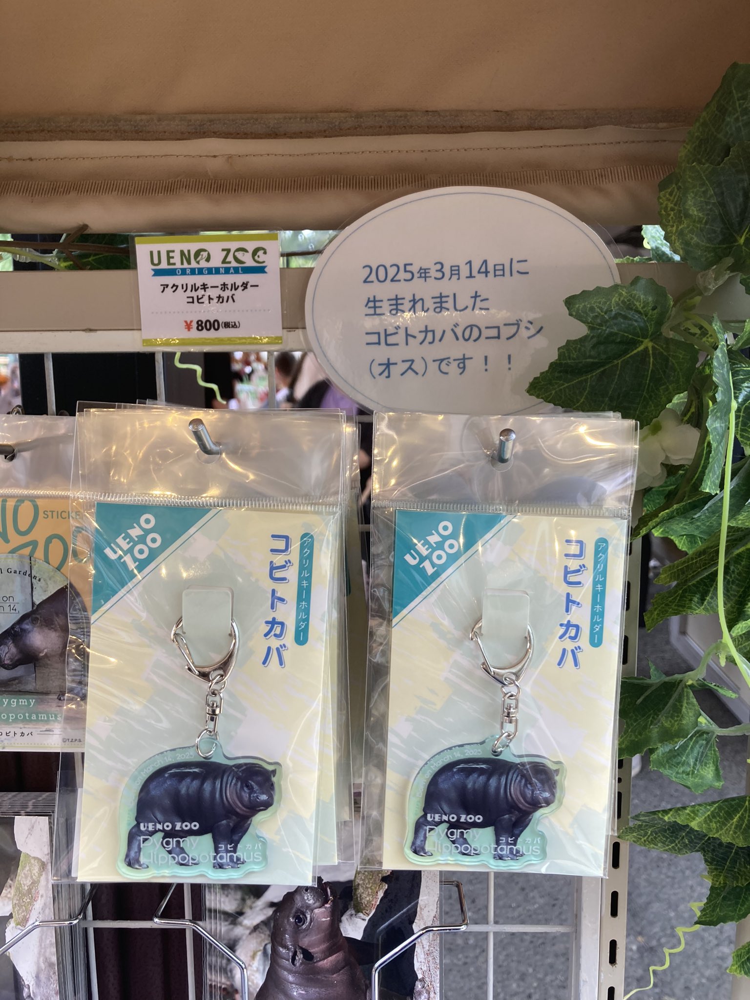 スナフキン (@d6QEn02NunQbmNd) / X