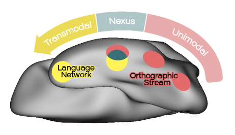 RodBraga's tweet photo. We propose that thinking about this region a “nexus”, or a hand-off point, between visual and transmodal language systems, is useful for understanding why it is so critical for reading. https://t.co/C6DSdKrImS