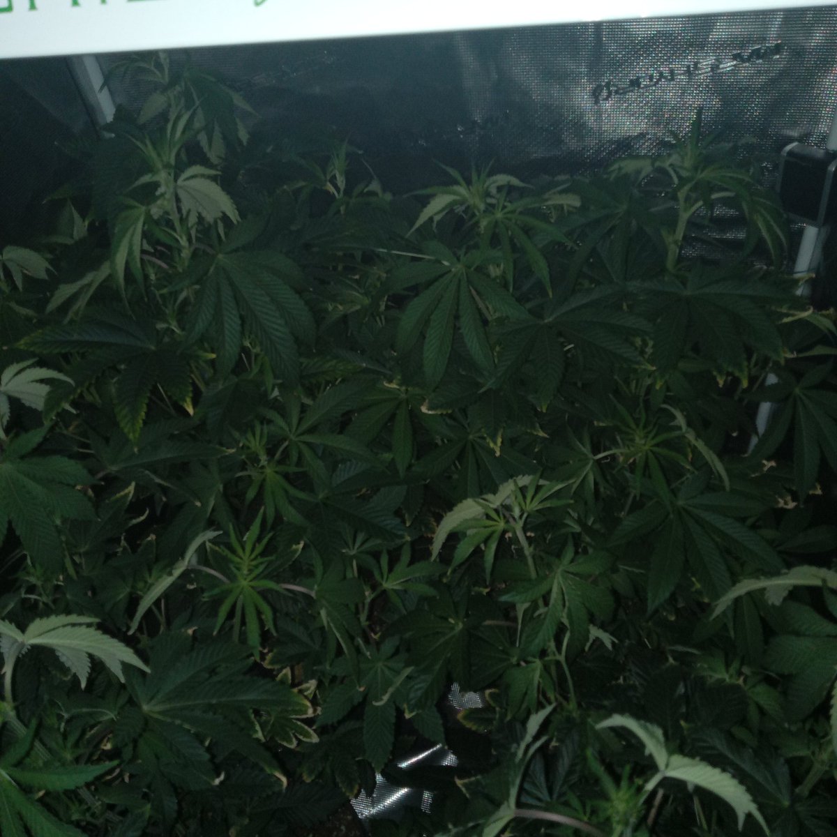 richiepython's tweet image. Sneak peek at the sponsored irvineseeds.com fems getting some sleep, and the grow log I do for every run. Can you tell what the symbols mean?