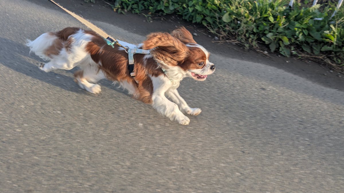 cavalaios0831's tweet image. 今朝のお散歩も楽しいね
＃キャバリア ＃いぬのいる暮らし ＃犬