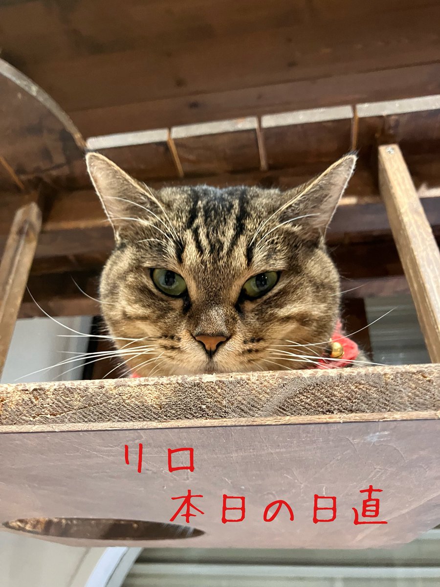 ねこたまご日誌 日直 リロ

リロです。
毎日カフェでは子猫たちの大運動会が昼夜問わず開催されています。
私はいつも上から見学。
カフェに遊びに来た時子猫に注目されがちですが、キャットウォークの私たちも見て欲しいです。

 #ねこたまご
 #ねこたまごプラスカフェ
 #迎え主募集中
