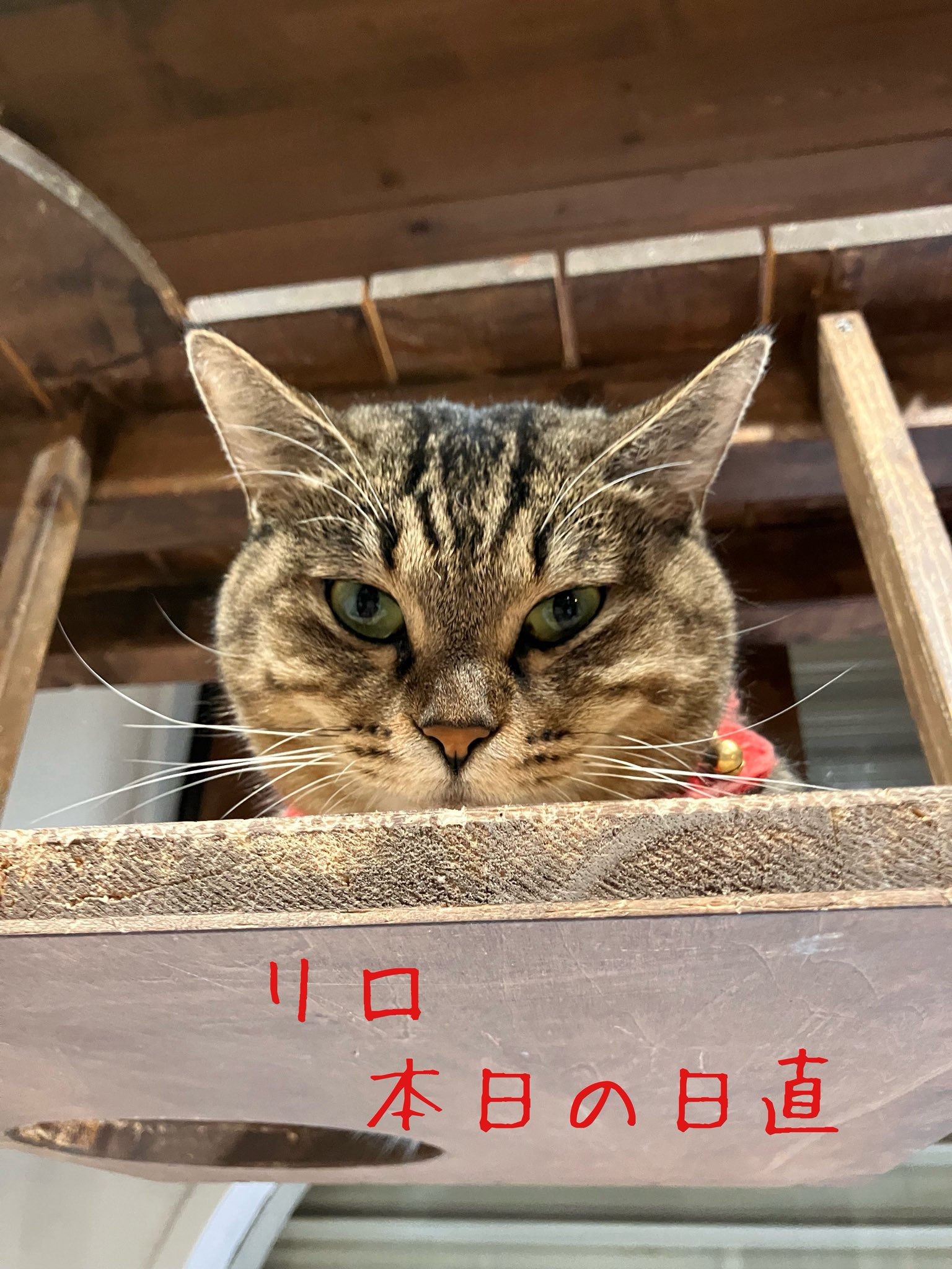 アキ：鍵L / あきねこ アキねこ (@eXyDrjRPmlugsGj) / X