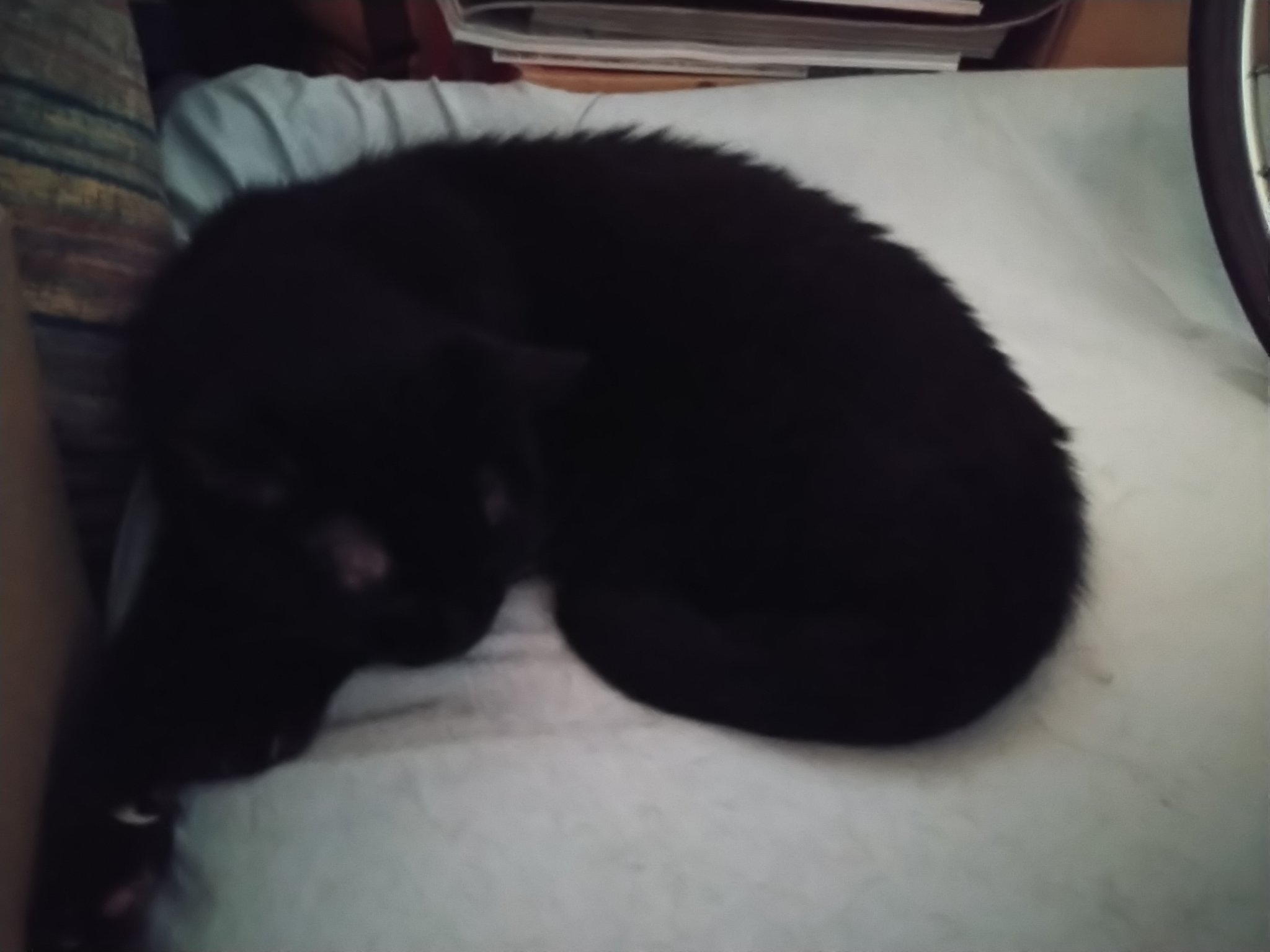 感謝価格(ㅅ´꒳` )黒猫ちゃん 零弥#39 on X: 