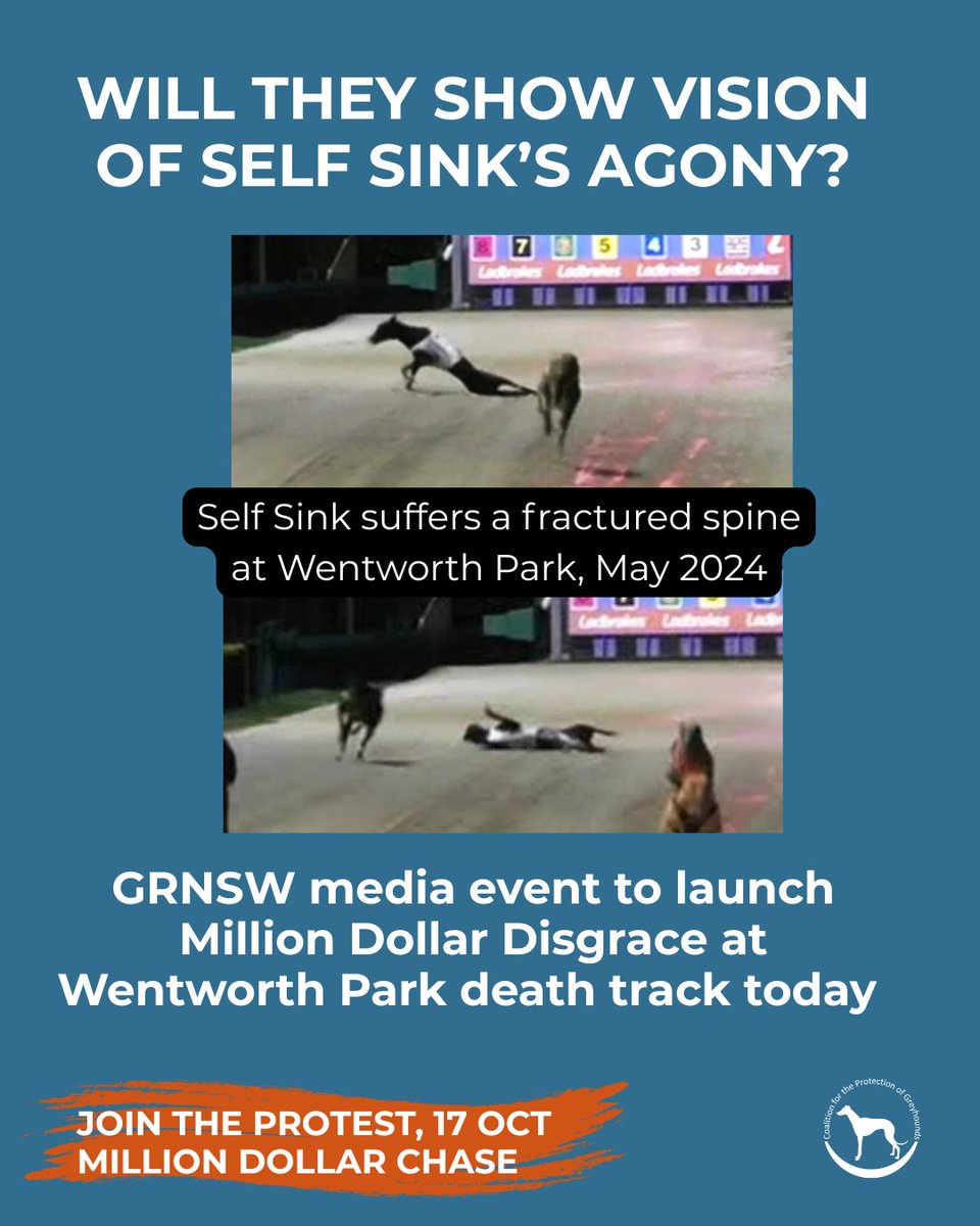 Today GRNSW launches the MDC finals, parading their new "ambassador" rugby league player Mitchell Moses. Will the "greyhound vision" for media show 4 dogs suffering broken/dislocated bones at Wentworth Park in August? We don’t think so. All GRNSW can see is dollars, not dead dogs