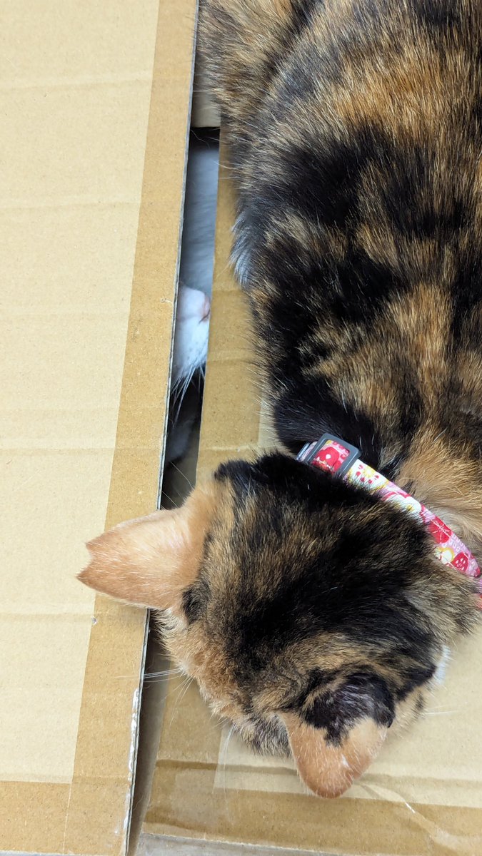 akechi_cat2's tweet photo. 段ボール入ってたら、姉ちゃん乗っかって出られなくなった。
どいてー。
#明智のにゃんこ生活 https://t.co/YTBemgfRFY