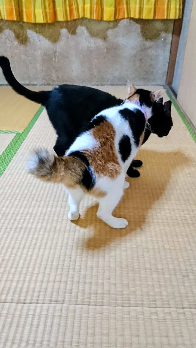 7年前(2018年)の10月

母の四十九日法要のため福岡へ

在りし日のくろすけ、ちろ

きなこを含めて仲良し3ニャン

東京から持って帰った猫ベッド早速使ってくれて嬉しかった

写真は10/11、12、14、15の猫たち
#猫好きさんと繋がりたい𓏲𓎨 
#猫のいる暮らし𓏲𓎨 
#猫のいる日常 
#猫のいる暮らし𓏲𓎨