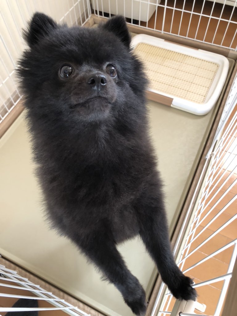 おは🐻です☀️
いとしさと
切なさと
ずる賢さと〜🖐️
そんな顔しないでちょうだい。
仕事行ってきます😮‍💨

#後ろ髪ないけど引かれる
#出勤です
#ポメラニアン