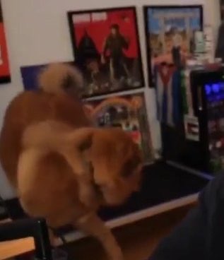 DnyBoyy's tweet photo. @SNate93144 @nameless_majin @big_tonesoprano @Awk20000 Can’t say for sure if its a shock collar, but she definitely has a collar on in the clip. https://t.co/OsfUPtI8y9