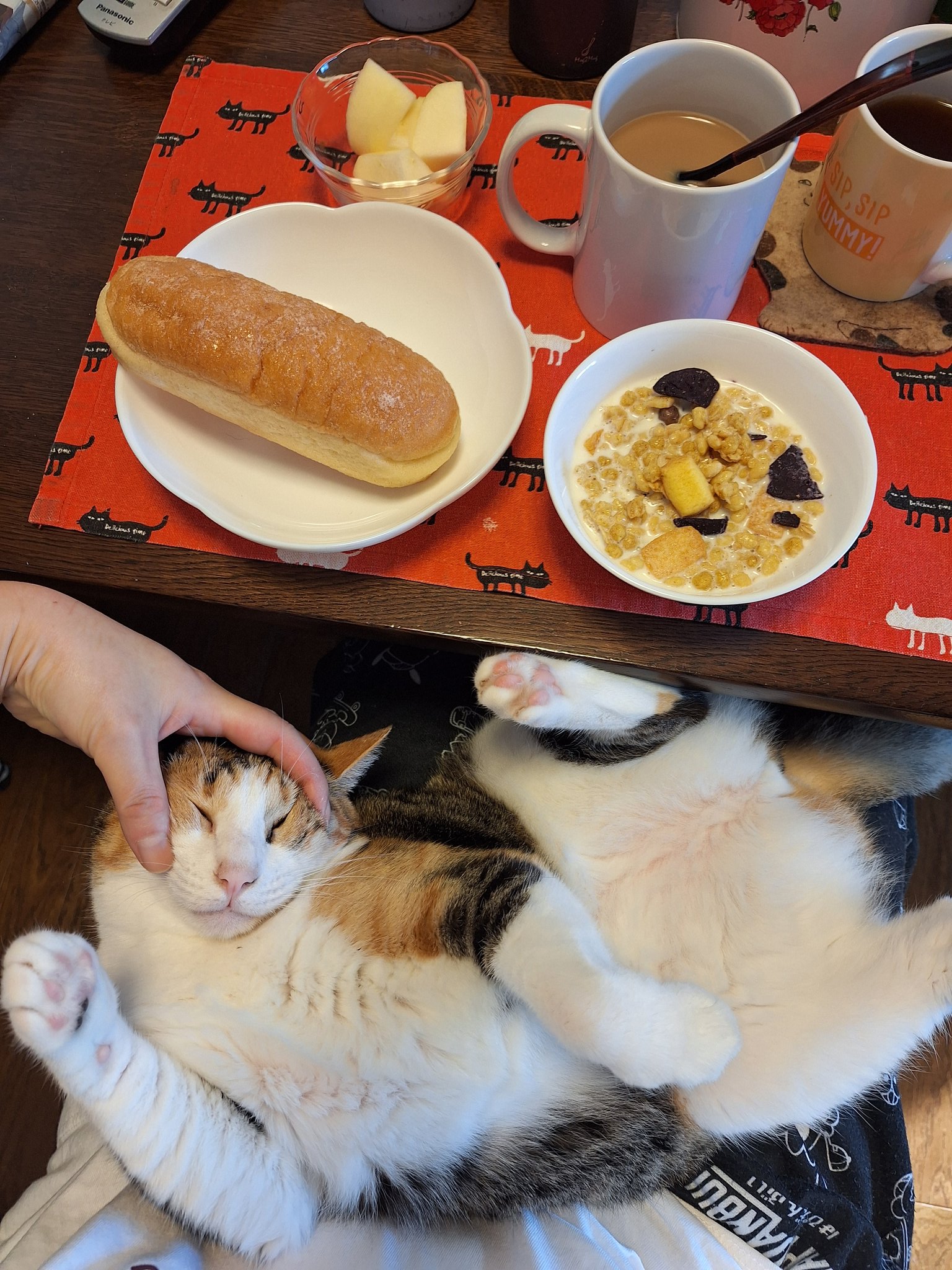 猫を吸いたい【裁断済み】歯のQ&A大全　（表紙カバー無し） Amazon.co.jp: はじめての猫 決定版: この1冊で猫のお世話がまる