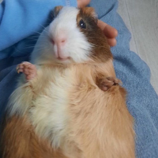 Guinea Pig tweet media