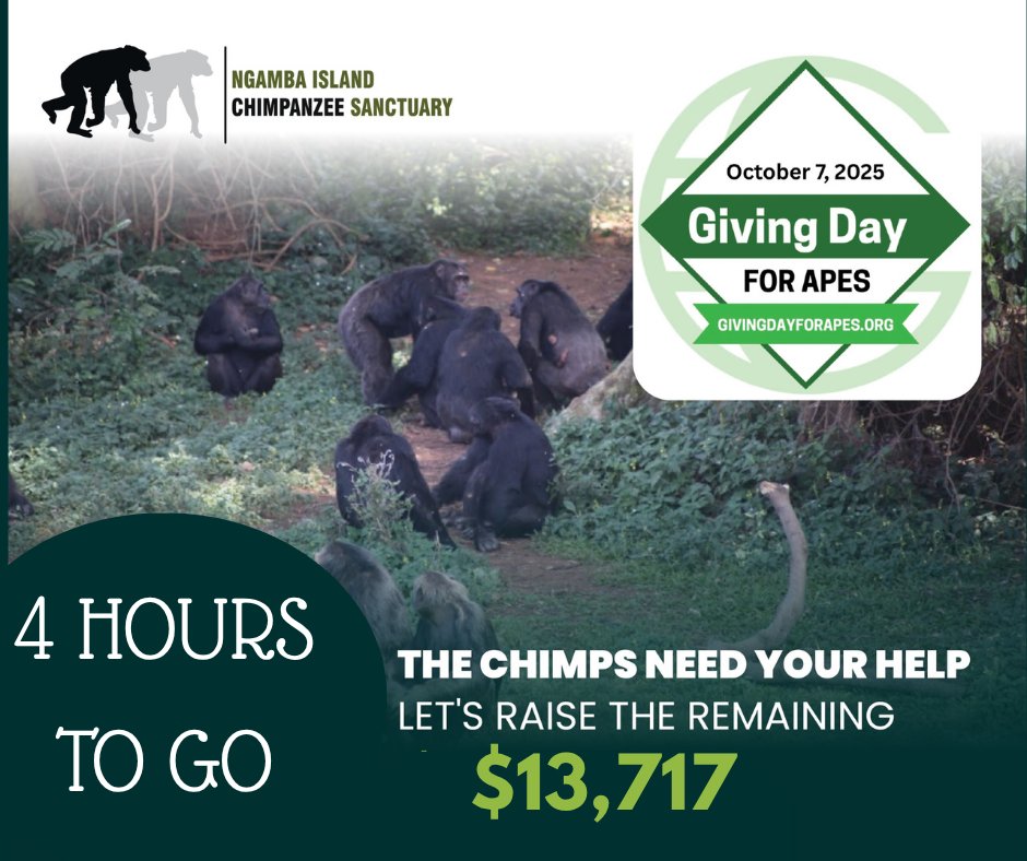#Chimpanzeetrust tweet media